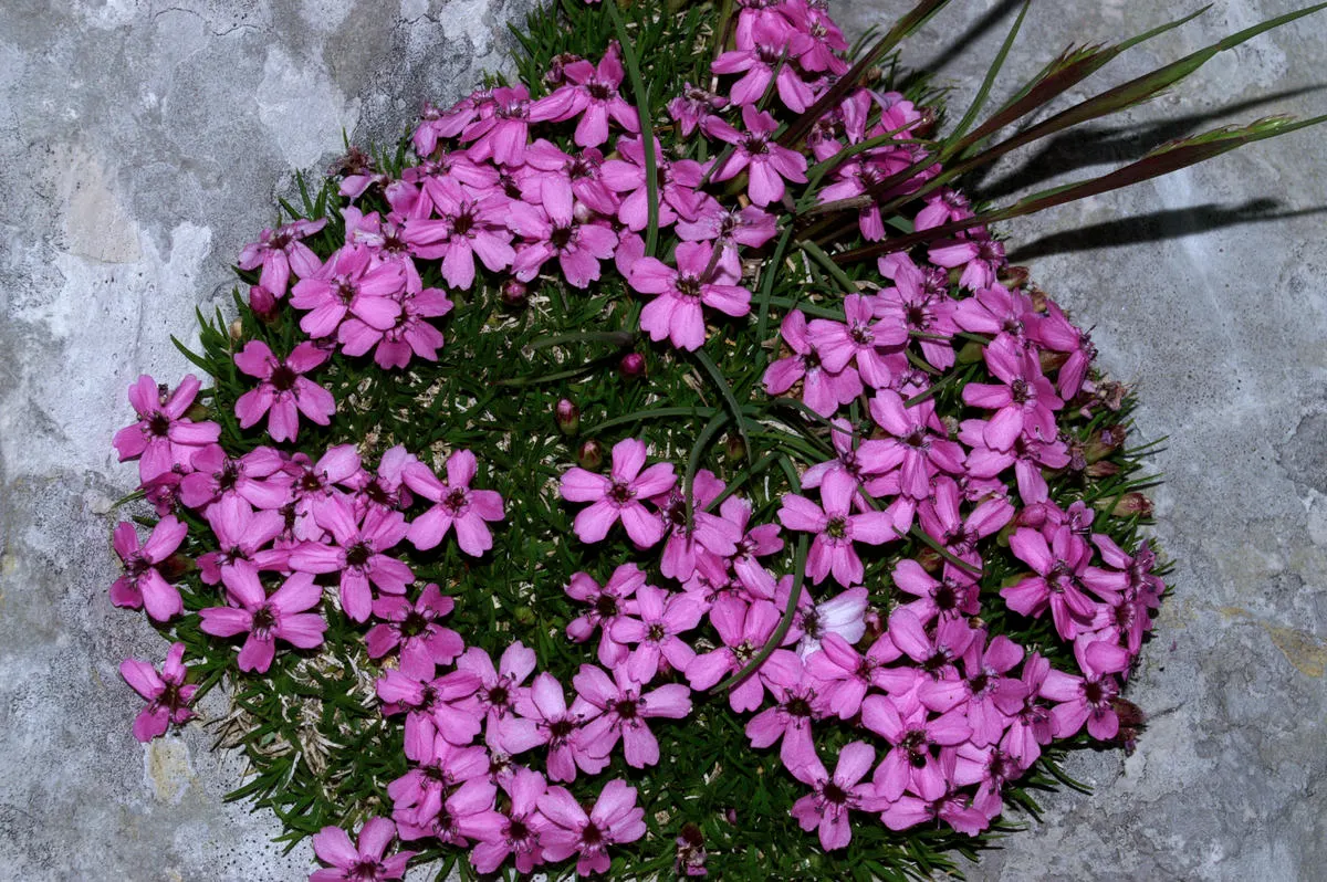 Moss Campion (Silene Acaulis) — sandy or gravelly soil with a neutral to slightly alkaline pH