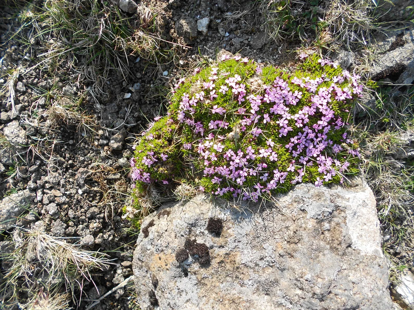 Moss Campion (Silene Acaulis) — ground-hugging mat approximately 1 to 6 inches in height