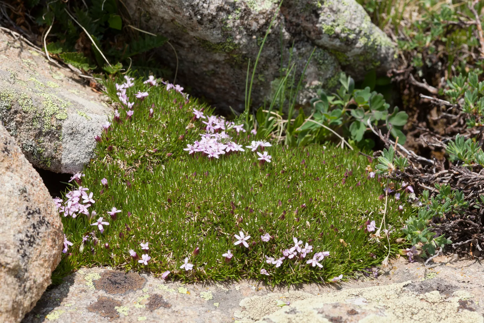 Moss Campion (Silene Acaulis) — mat-forming perennial that flourishes in alpine environments; hardy and cold-resistant, it requires well-drained, image 53