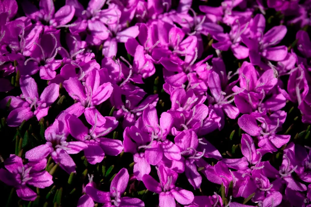 Moss Campion (Silene Acaulis) — with a spread of 6 to 12 inches.<br><br>The foliage of Moss Campion consists of tiny; ground-hugging mat, image 87