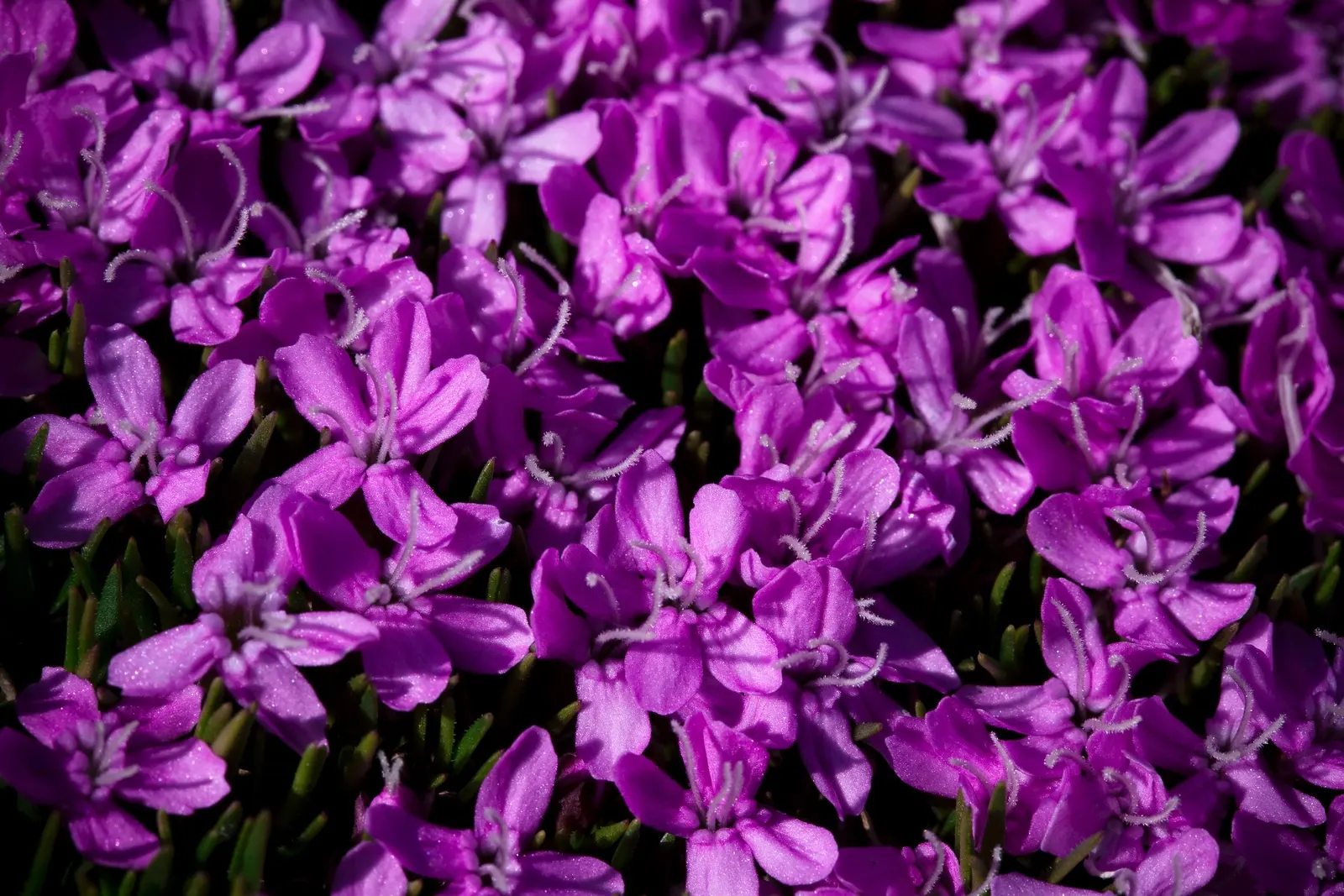 Moss Campion (Silene Acaulis) — making it a low-maintenance choice for the conscientious designer; these star-shaped blooms offer a delightful pop, image 73