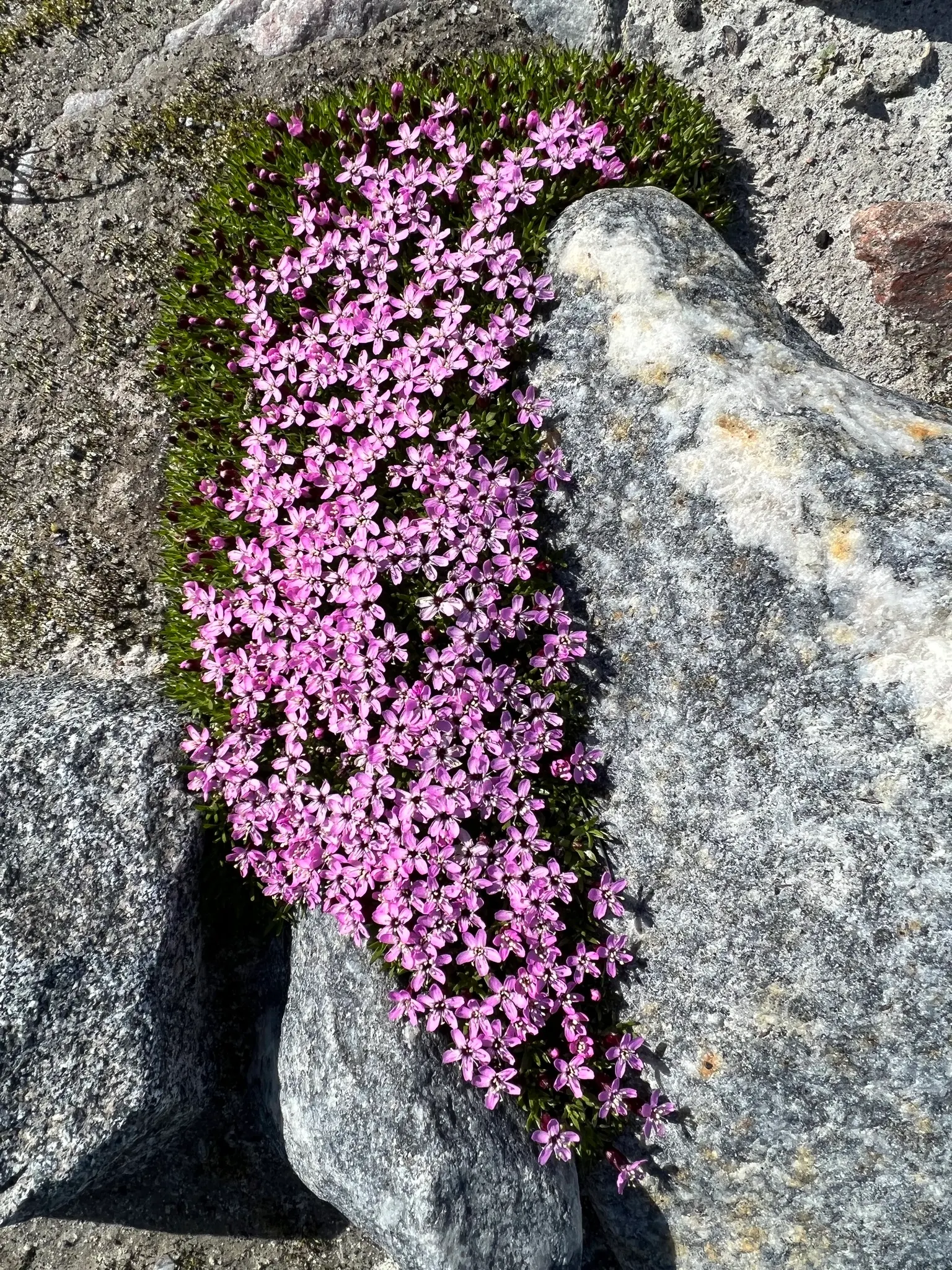 Moss Campion (Silene Acaulis) — mat-forming perennial that flourishes in alpine environments; hardy and cold-resistant, it requires well-drained, image 105