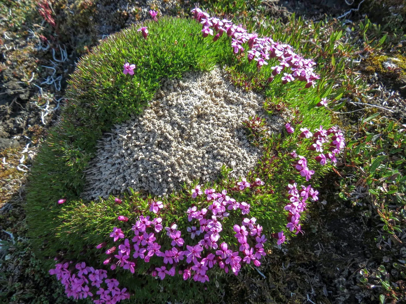 Moss Campion (Silene Acaulis) — and are just about 0.2 to 0.4 inches long