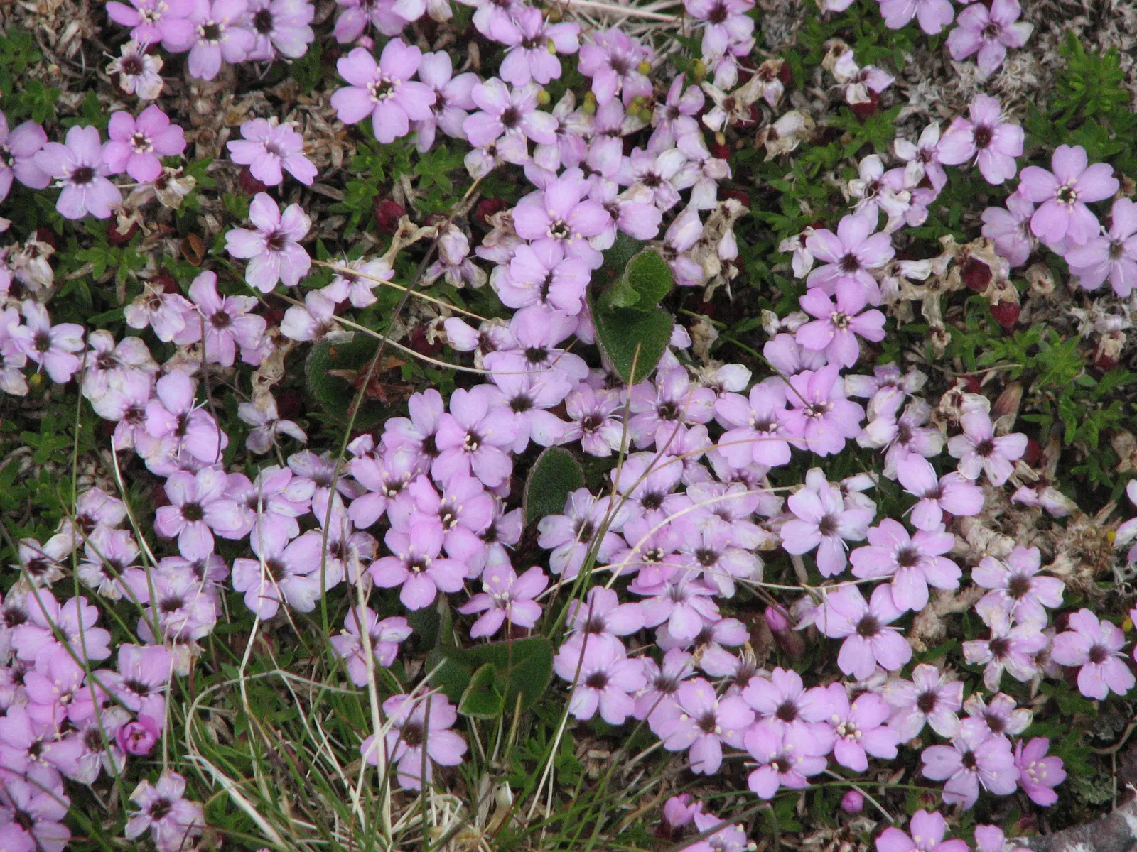 Moss Campion (Silene Acaulis) — and are just about 0.2 to 0.4 inches long; enriching the biodiversity of your garden.<br><br>For optimal growth