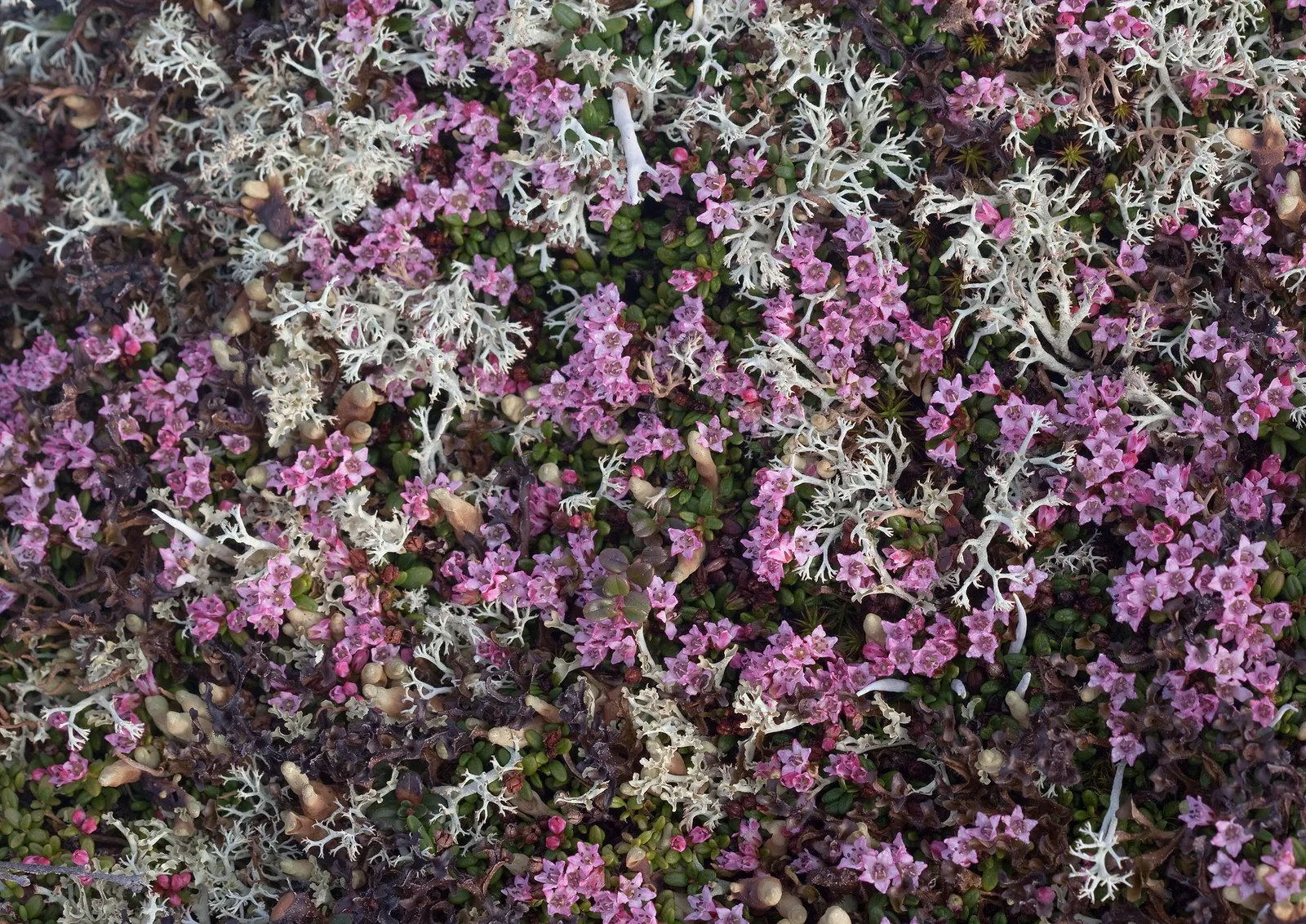 Moss Campion (Silene Acaulis) — Regular watering is necessary only during prolonged dry spells