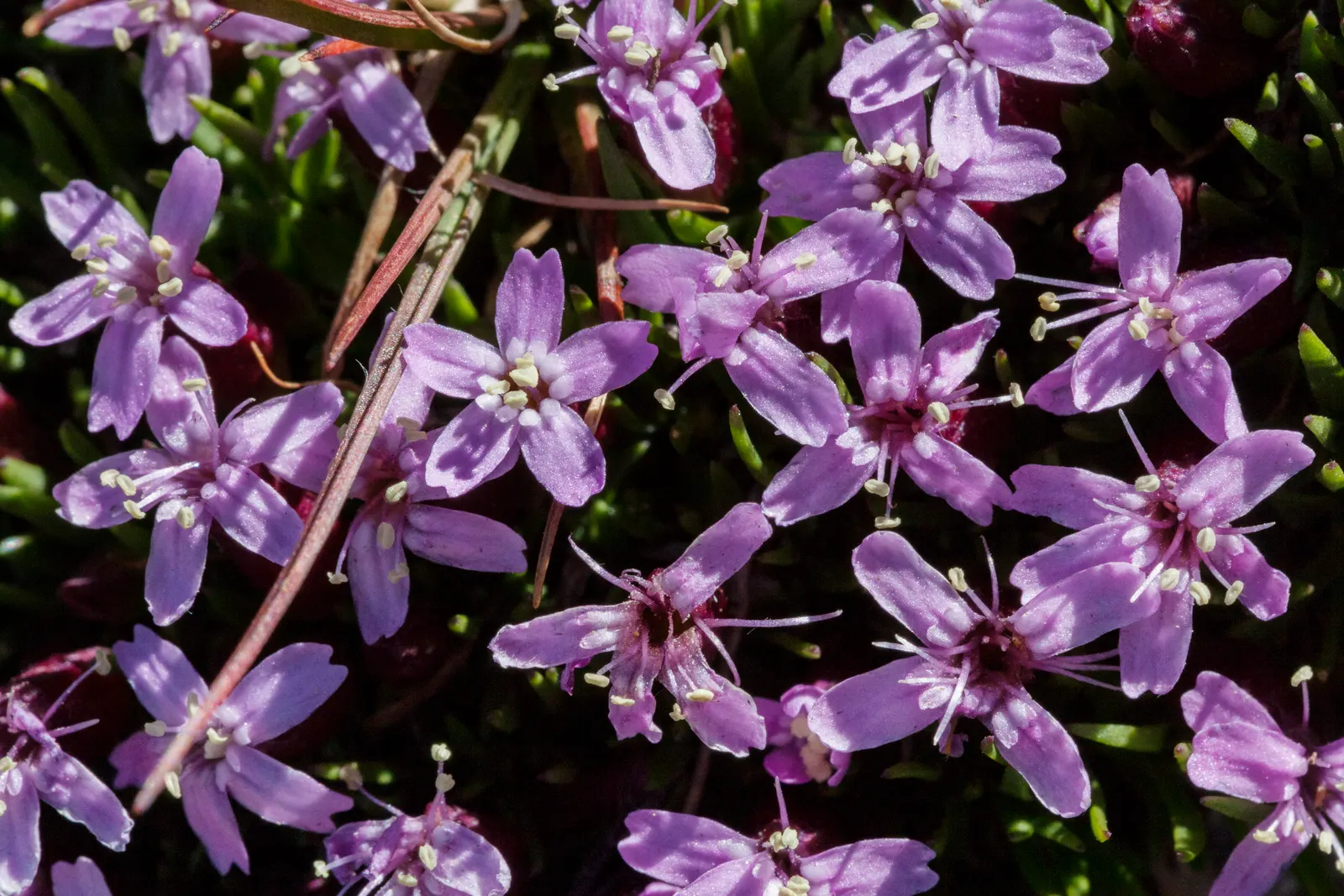 Moss Campion (Silene Acaulis) — This species is tolerant of cold temperatures