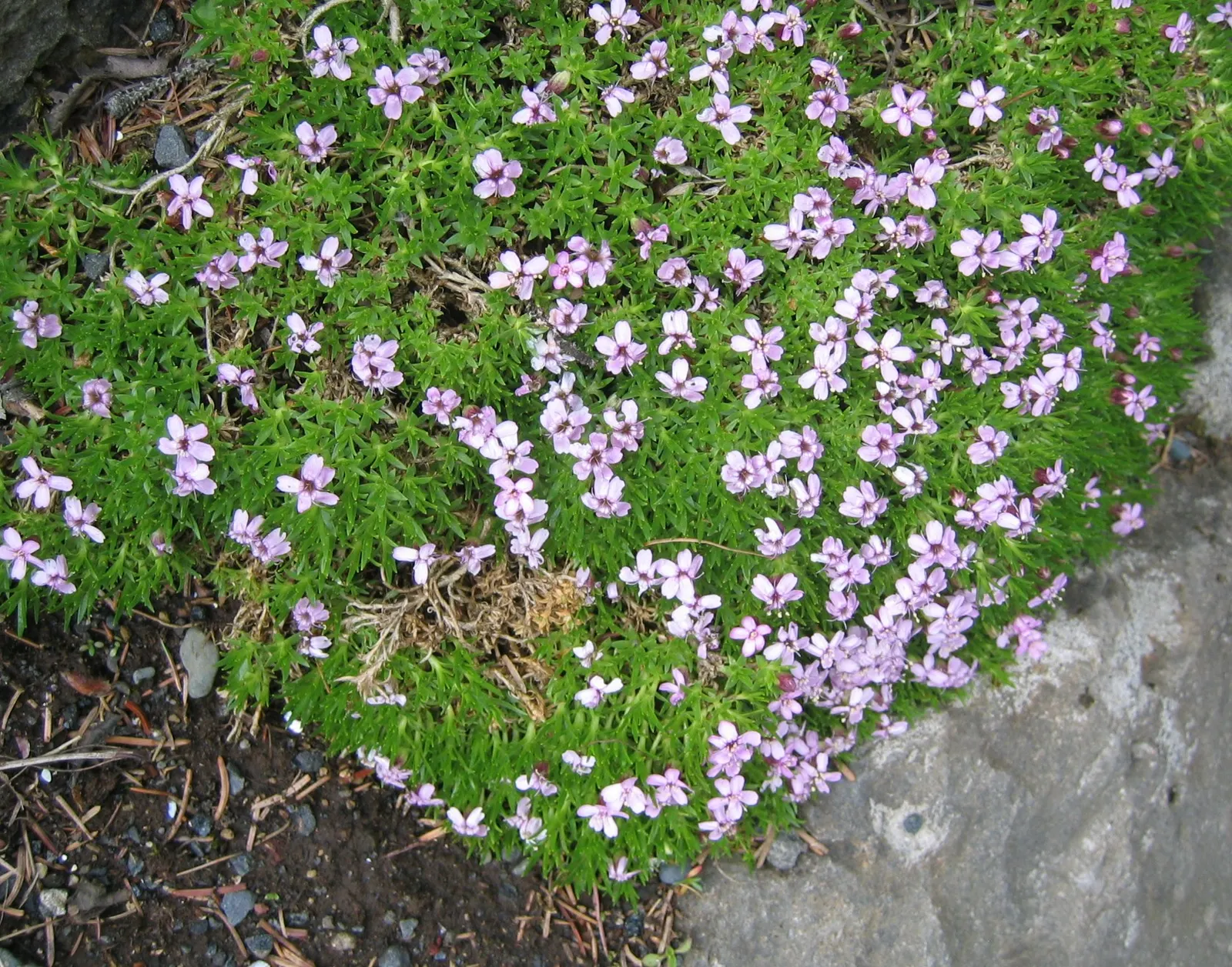 Moss Campion (Silene Acaulis) — mat-forming perennial that flourishes in alpine environments