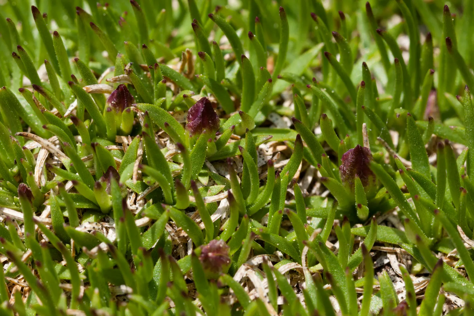 Moss Campion (Silene Acaulis) — particularly effective in rock gardens or as an accent in crevices and along stone pathways