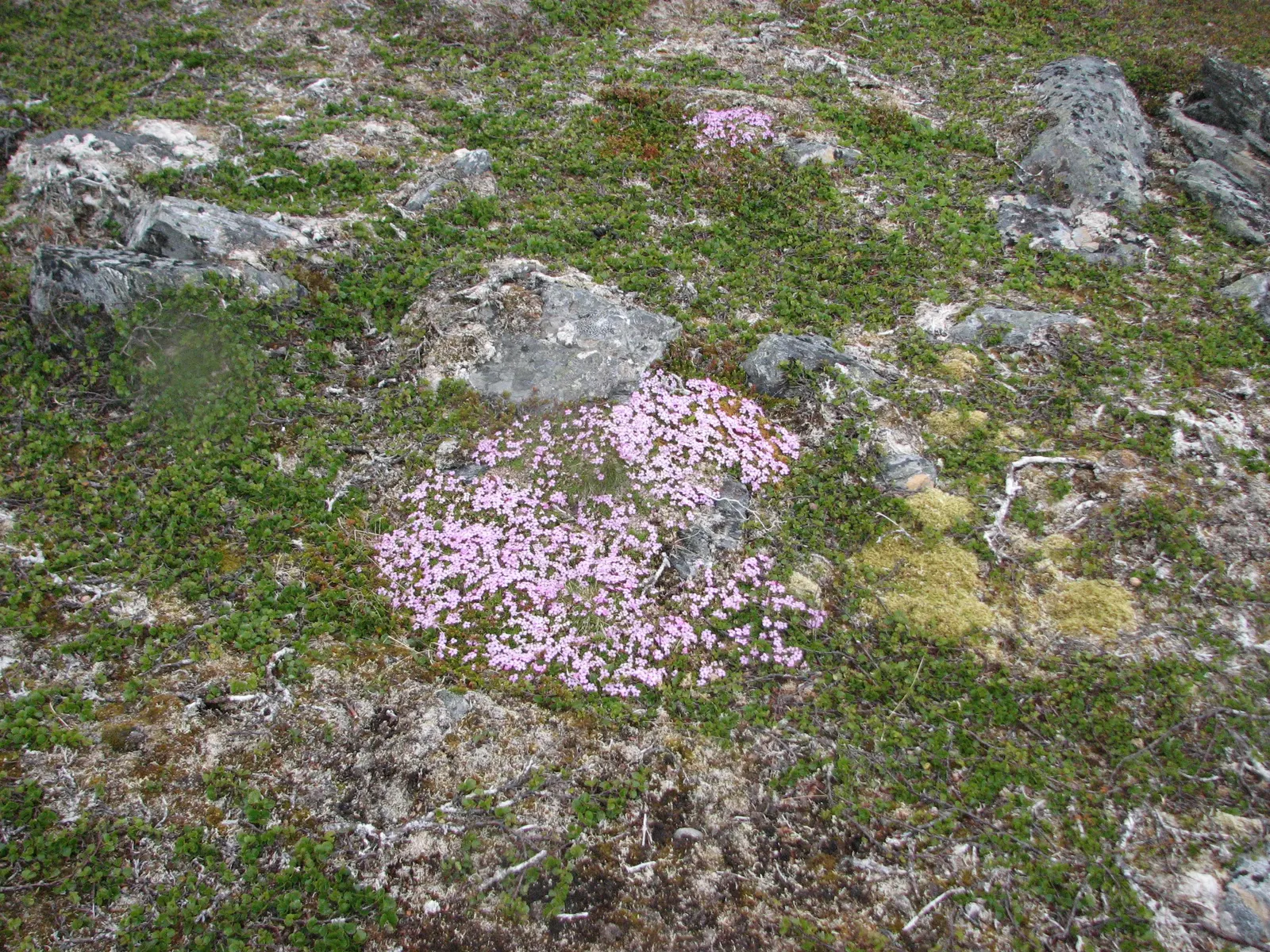 Moss Campion (Silene Acaulis) — withstanding USDA hardiness zones 3 through 7; perennial for half or shade