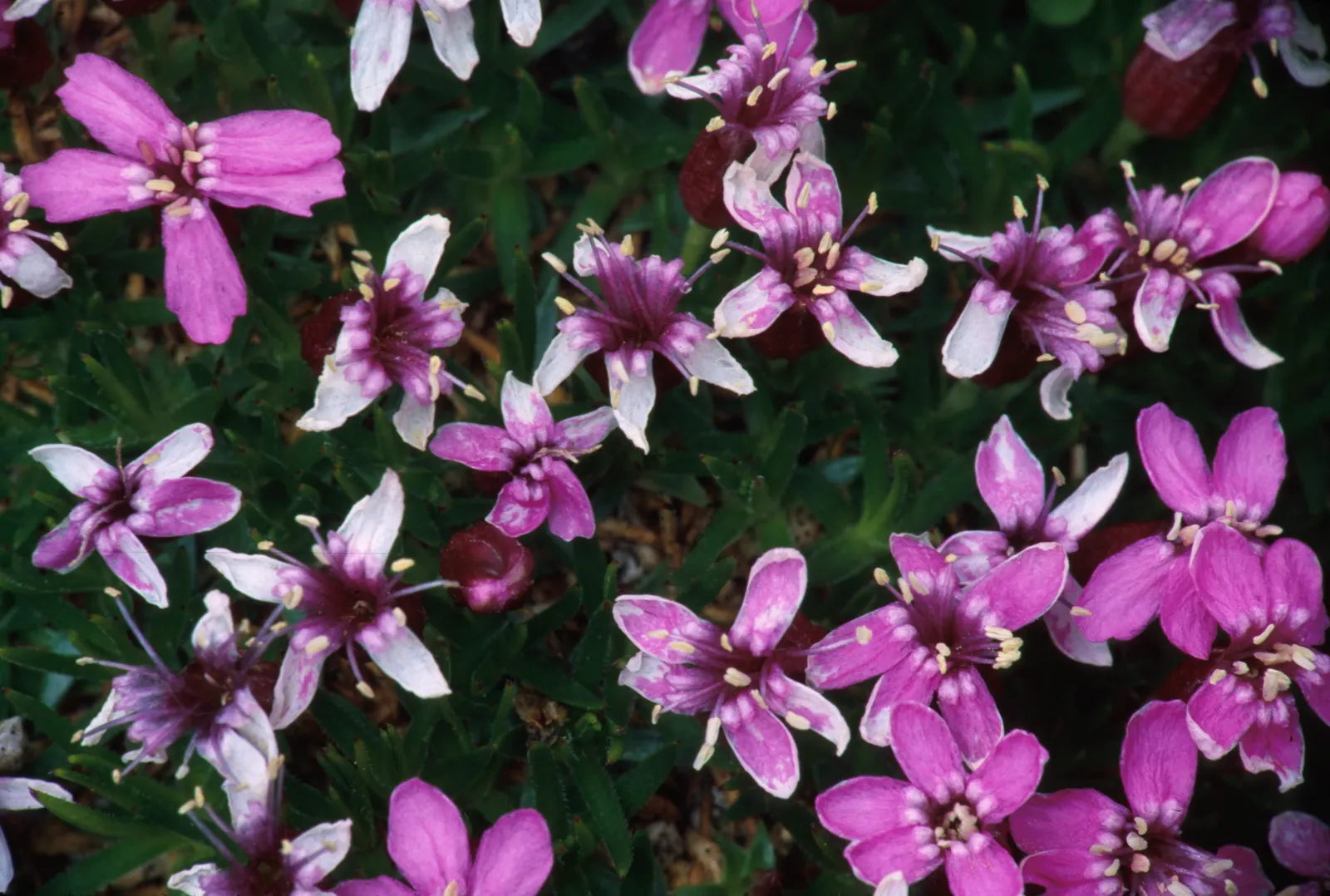 Moss Campion (Silene Acaulis) — and are just about 0.2 to 0.4 inches long; enriching the biodiversity of your garden.<br><br>For optimal growth, image 62