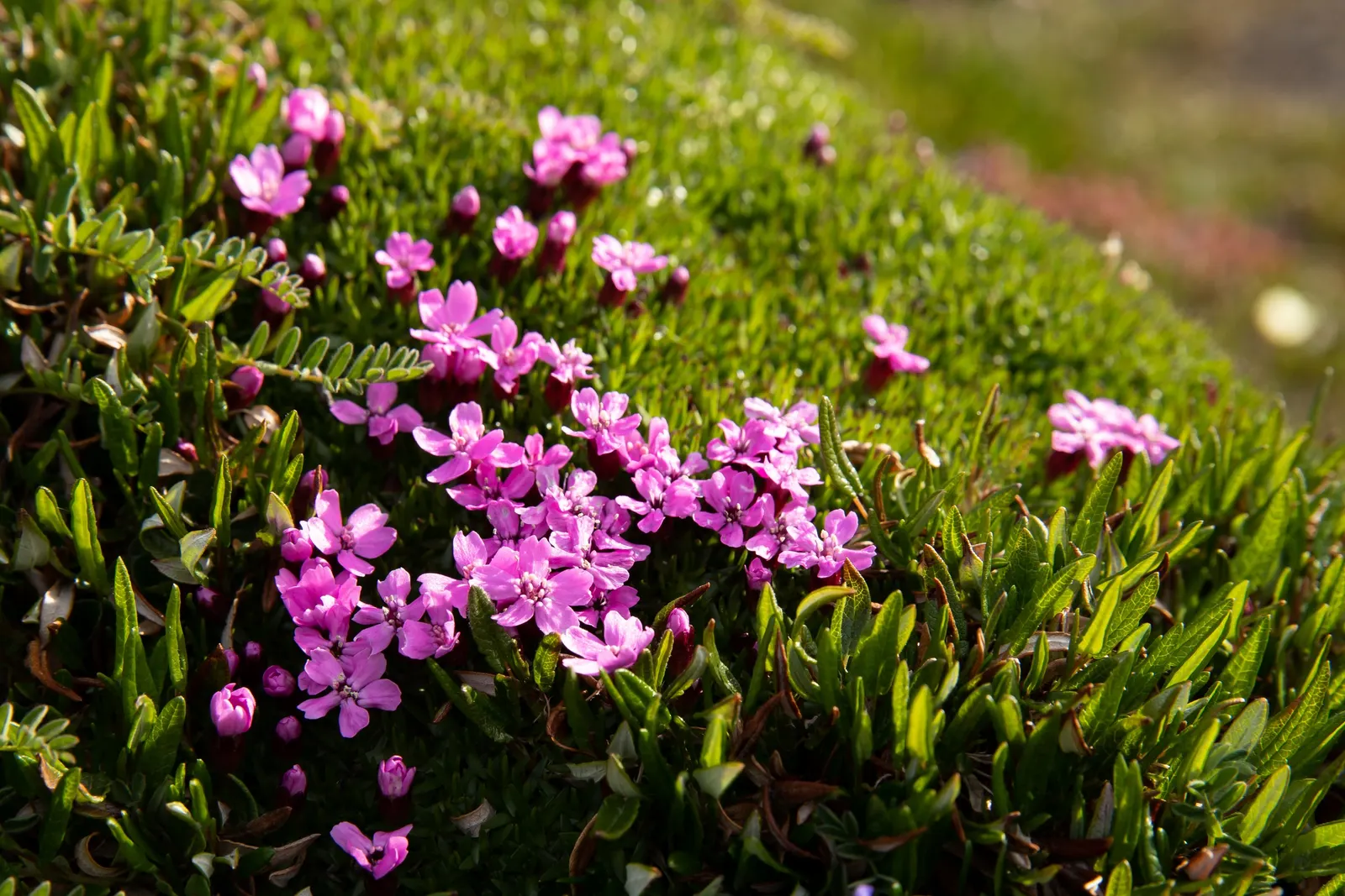 Moss Campion (Silene Acaulis) — pink flowers in the garden; with a spread of 6 to 12 inches.<br><br>The foliage of Moss Campion consists of tiny, image 102
