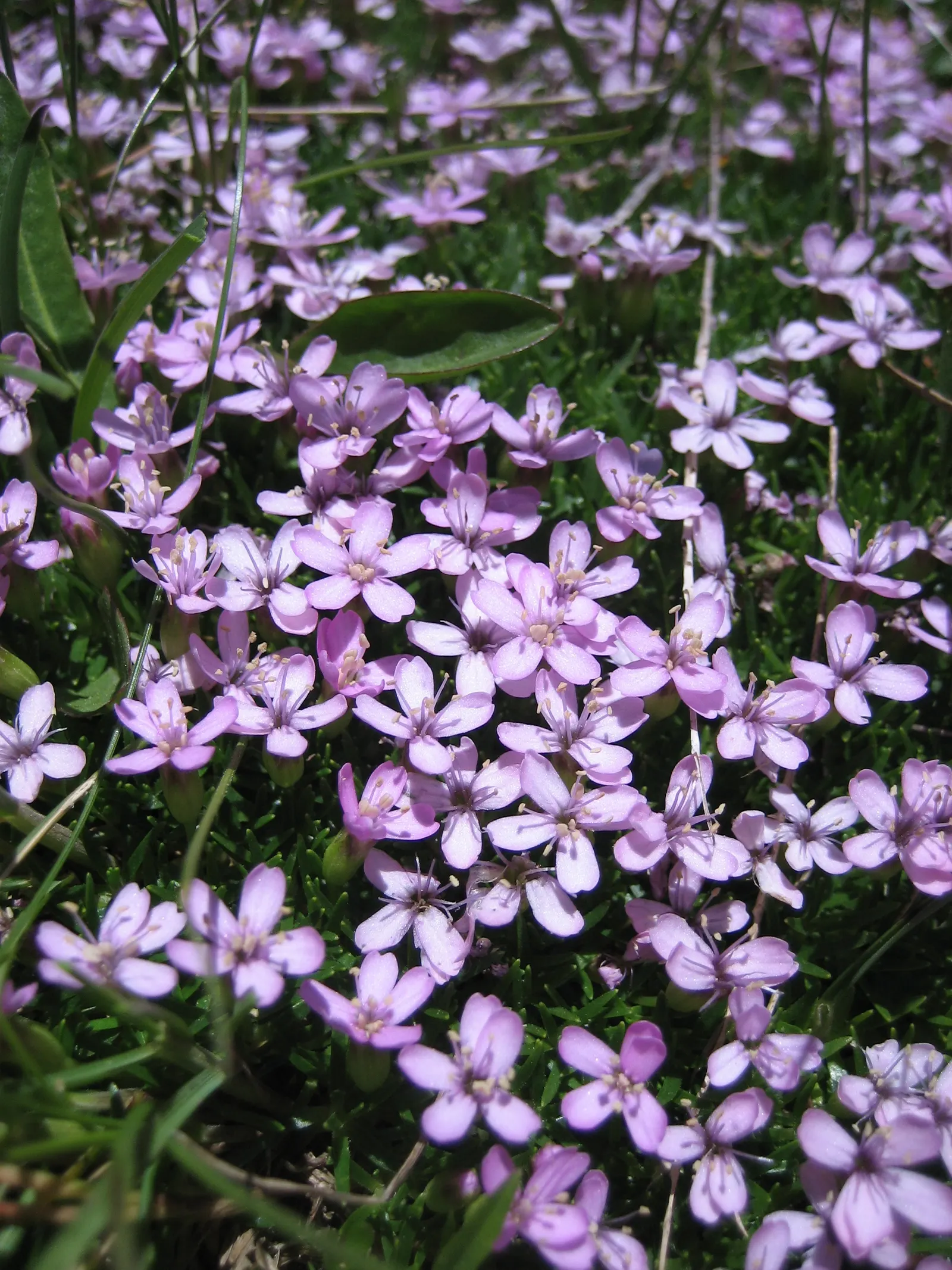 Moss Campion (Silene Acaulis) — From late spring to early summer, it produces vibrant pink blooms that add a splash of color to rock gardens; this species is