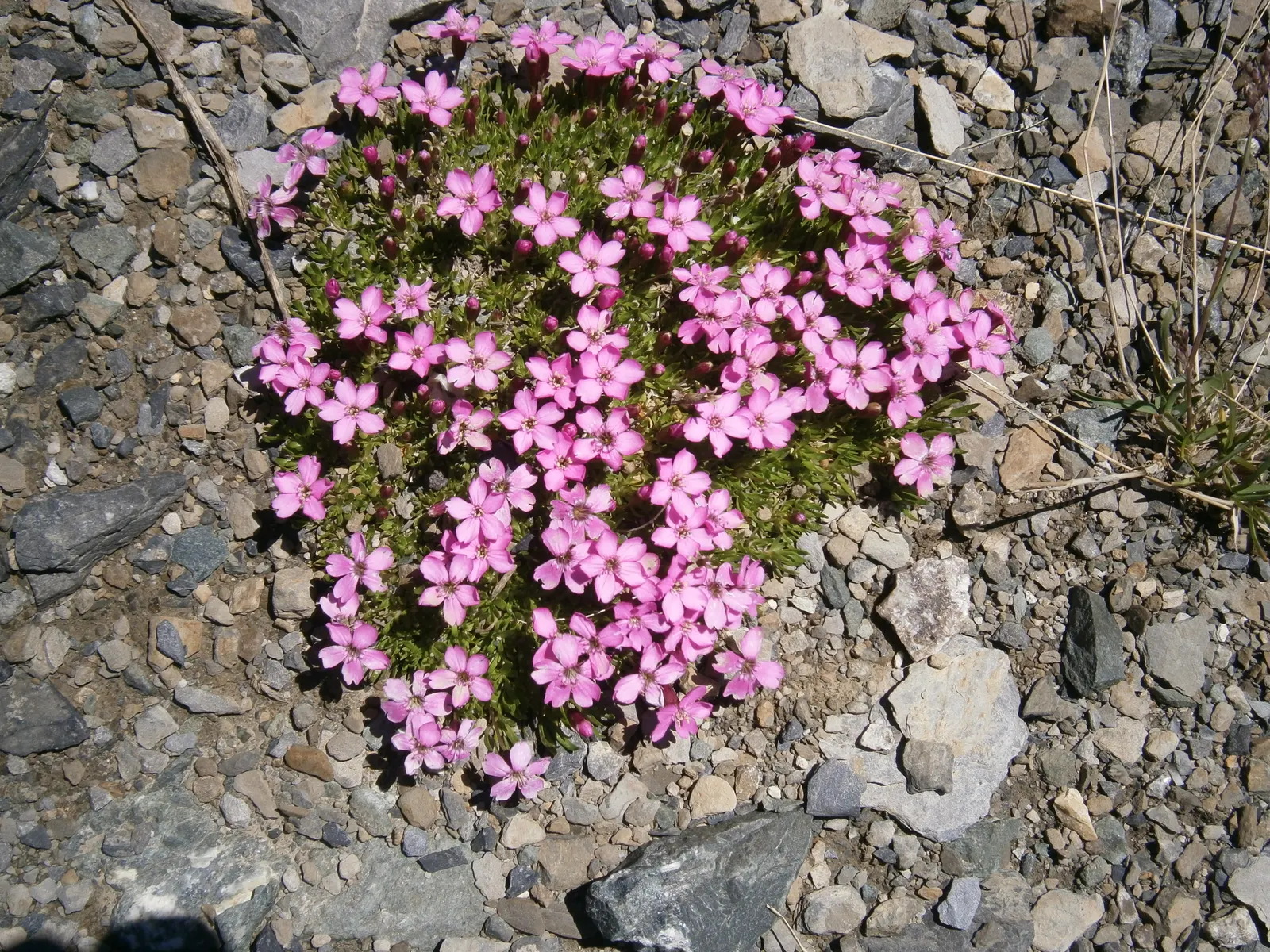 Moss Campion (Silene Acaulis) — with a spread of 6 to 12 inches.<br><br>The foliage of Moss Campion consists of tiny