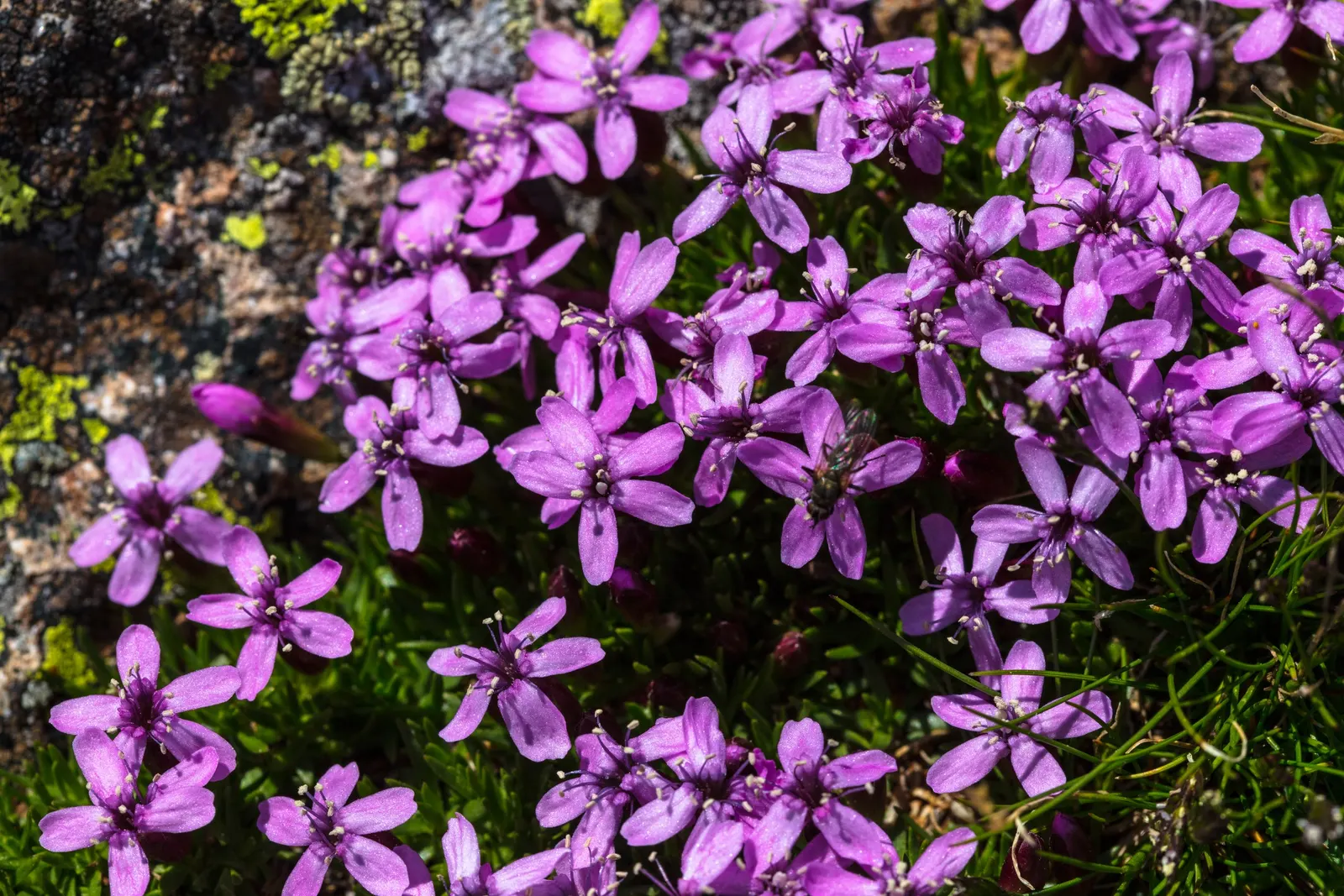 Moss Campion (Silene Acaulis) — enriching the biodiversity of your garden.<br><br>For optimal growth; pink flowers in the garden, image 93