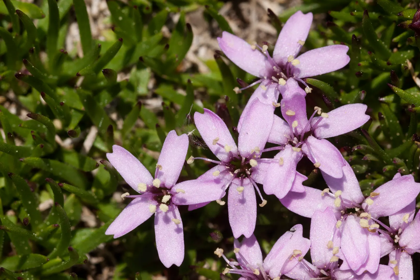 Moss Campion (Silene Acaulis) — making it a low-maintenance choice for the conscientious designer; these star-shaped blooms offer a delightful pop of color and