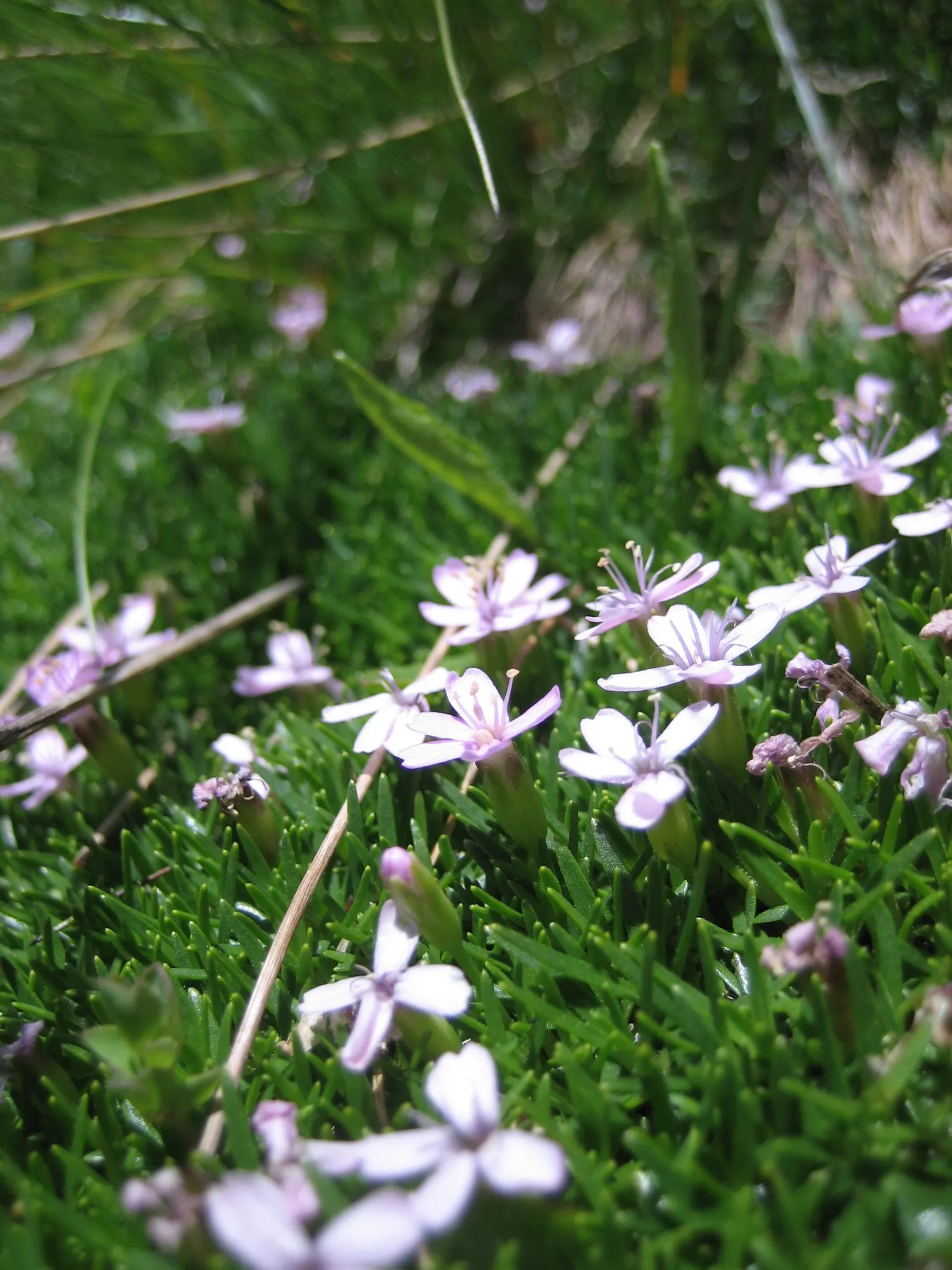 Moss Campion (Silene Acaulis) — These star-shaped blooms offer a delightful pop of color and attract pollinators such as bees and butterflies; sandy or
