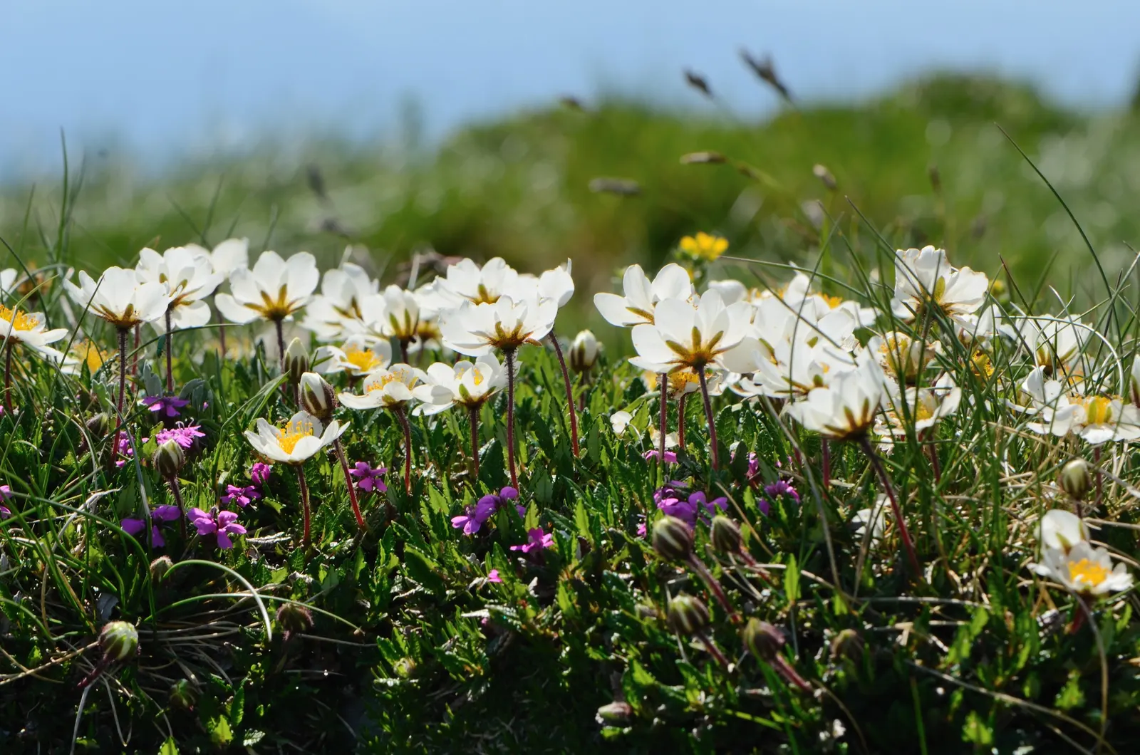 Moss Campion (Silene Acaulis) — with a spread of 6 to 12 inches.<br><br>The foliage of Moss Campion consists of tiny; ground-hugging mat, image 61