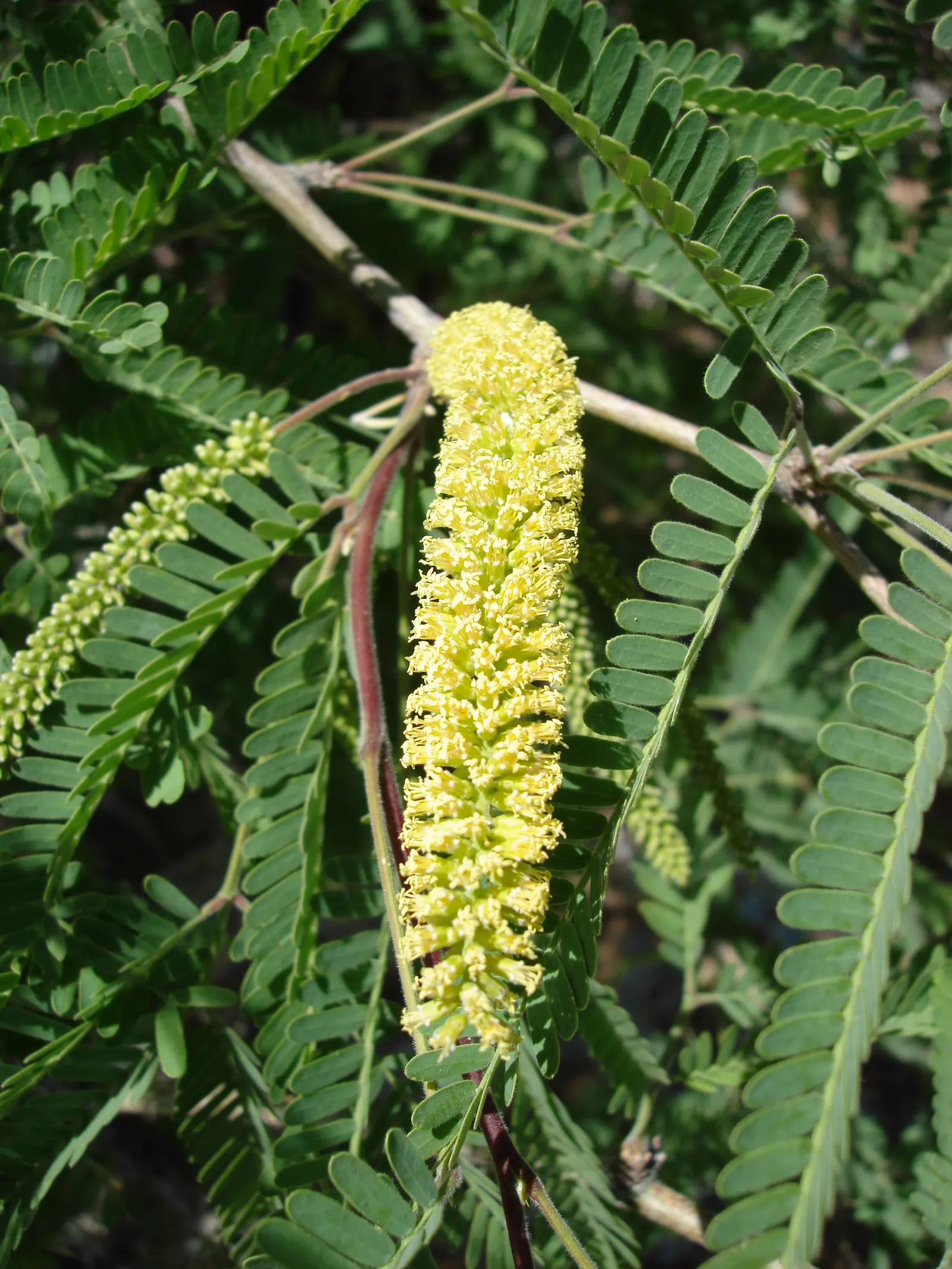 Arizona Velvet Mesquite (Prosopis Velutina) — which can reach over 30 feet wide