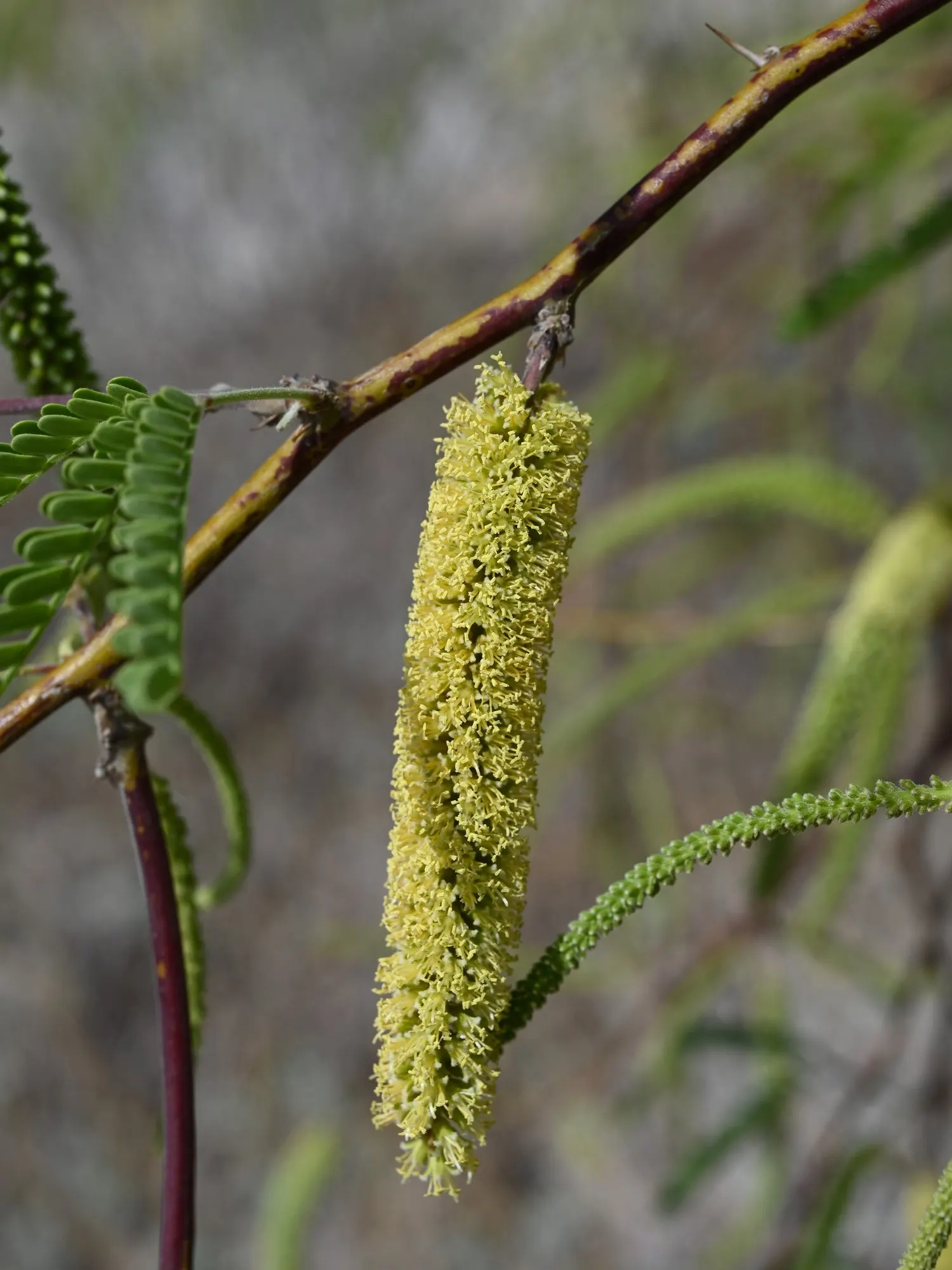 Arizona Velvet Mesquite (Prosopis Velutina) — it serves as an excellent choice for landscapes seeking a natural