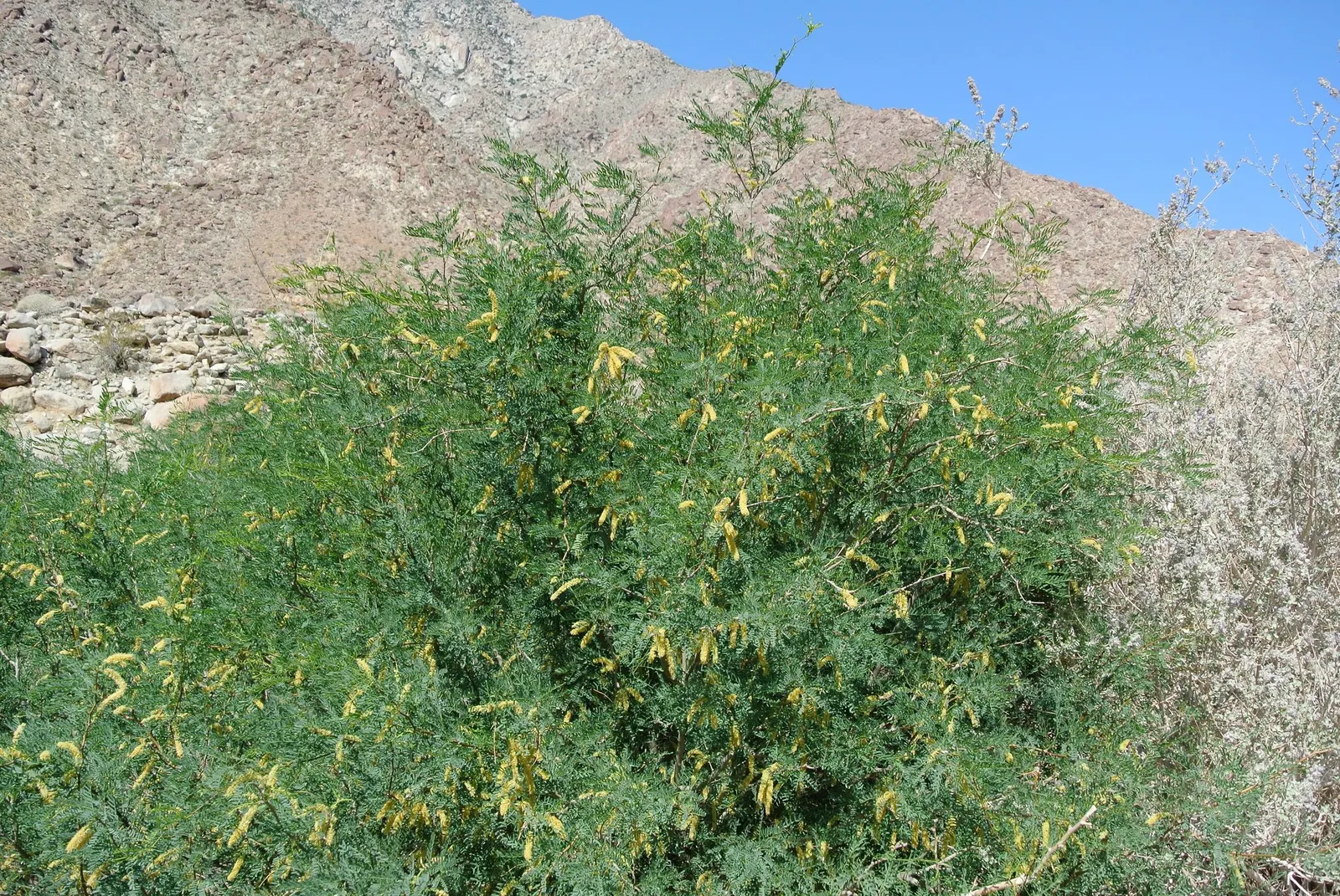 Arizona Velvet Mesquite (Prosopis Velutina) — often referred to as Prosopis velutina