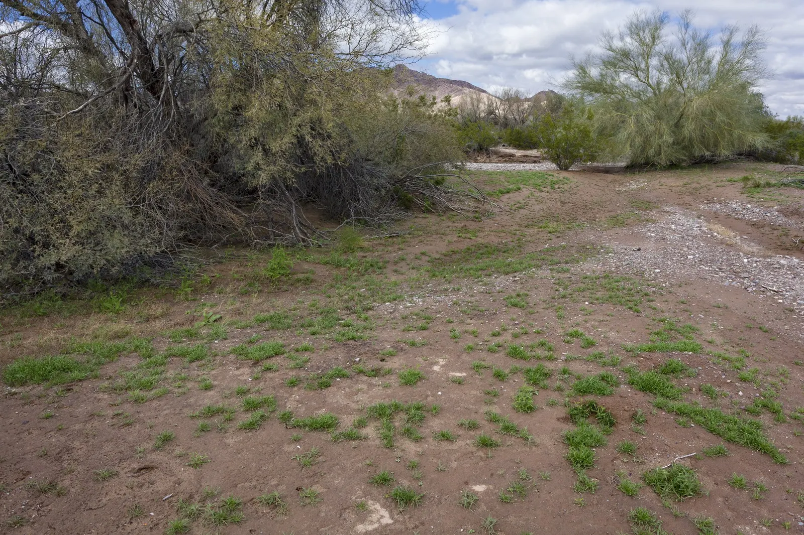 Arizona Velvet Mesquite (Prosopis Velutina) — Drought-resistant and adaptable