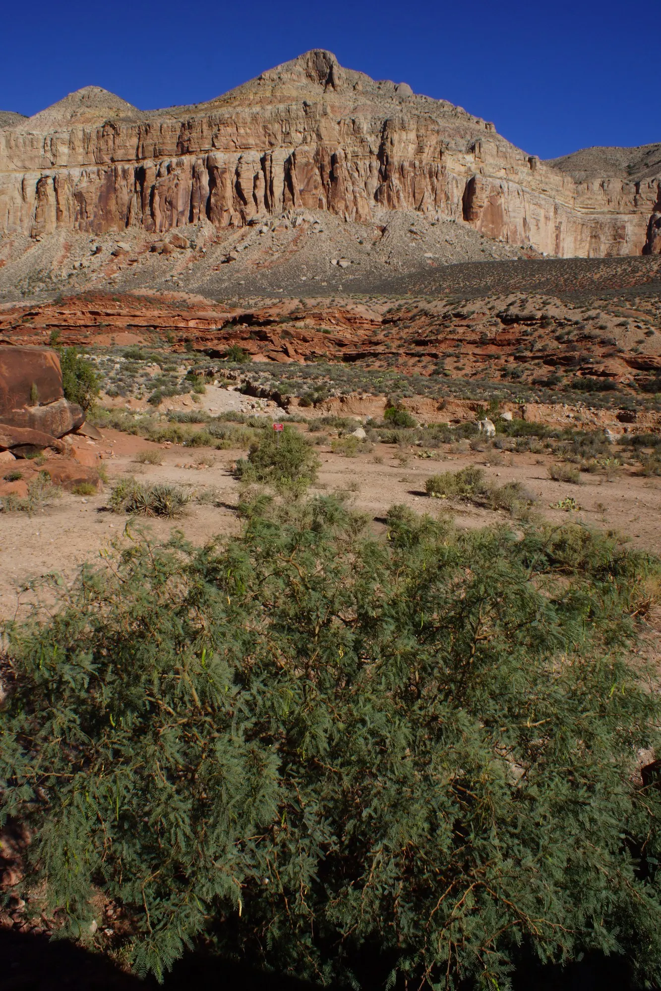 Arizona Velvet Mesquite (Prosopis Velutina) — This heat-tolerant species offers ample shade and thrives in dry conditions