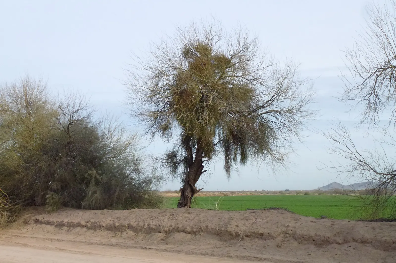 Arizona Velvet Mesquite (Prosopis Velutina) — Ideal for adding a lush, desert touch to landscapes