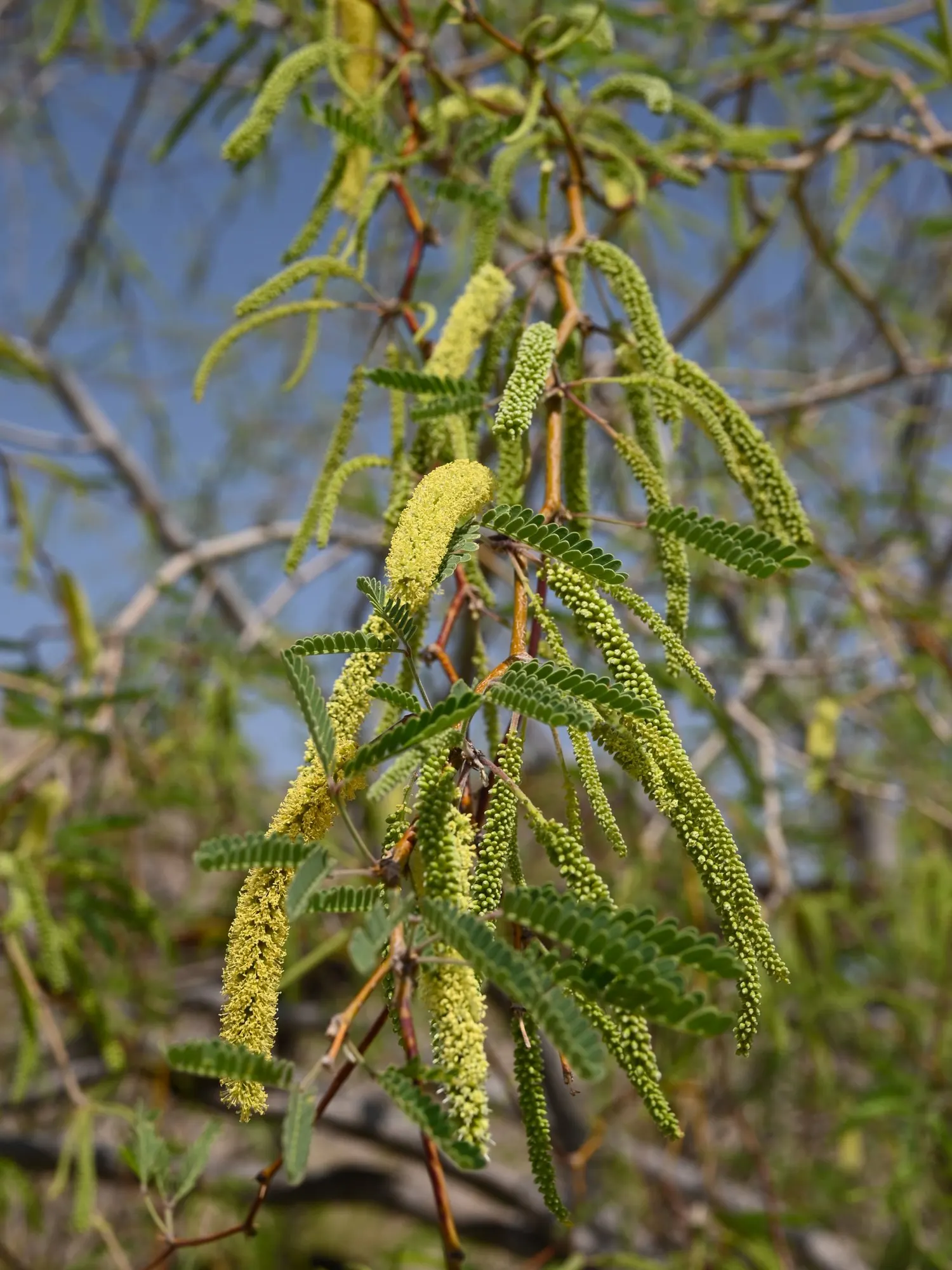 Arizona Velvet Mesquite (Prosopis Velutina) — adding an auditory element to the garden.<br><br>During late spring to early summer