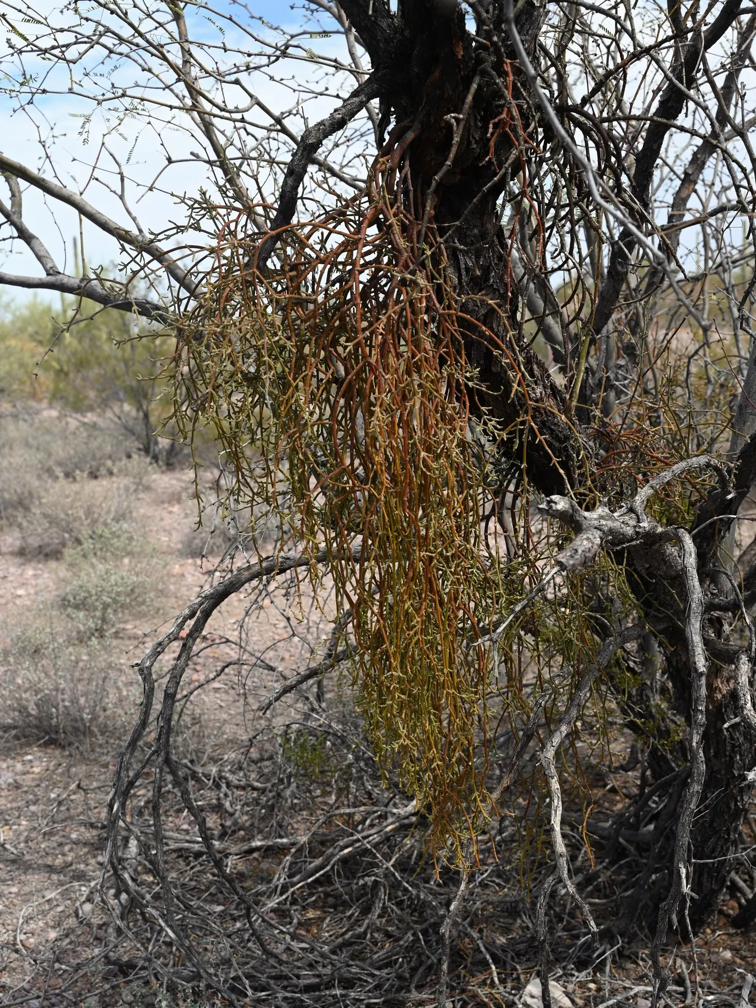 Arizona Velvet Mesquite (Prosopis Velutina) — the Velvet Mesquite produces elongated clusters of fragrant