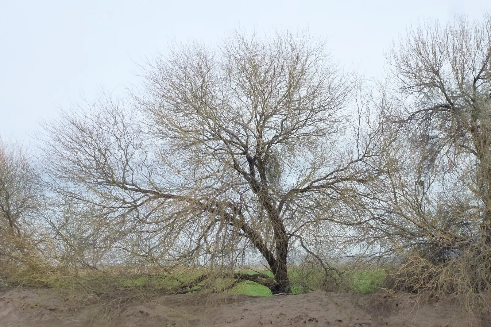 Arizona Velvet Mesquite (Prosopis Velutina) — demanding minimal water beyond natural rainfall