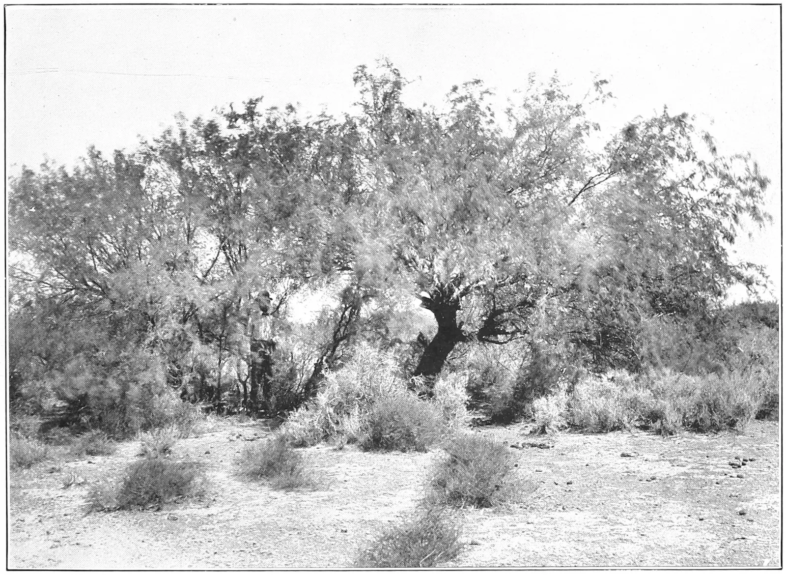 Arizona Velvet Mesquite (Prosopis Velutina) — Its leaves are a rich, dark green that contrasts stunningly with the tree's rough, dark brown bark