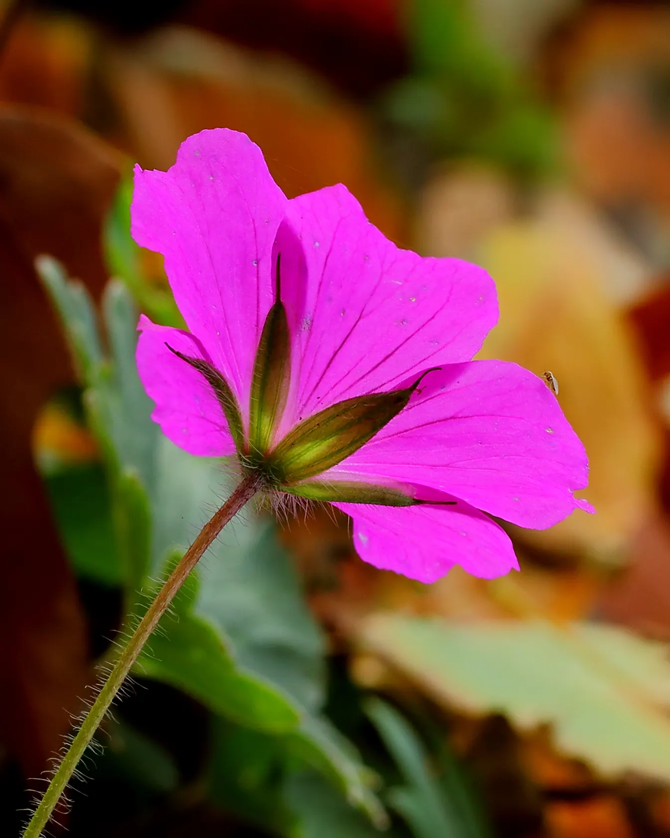 Bloody Cranesbill (Geranium Sanguineum) — Additionally, it is deer and rabbit resistant, making it a reliable choice for areas with active wildlife