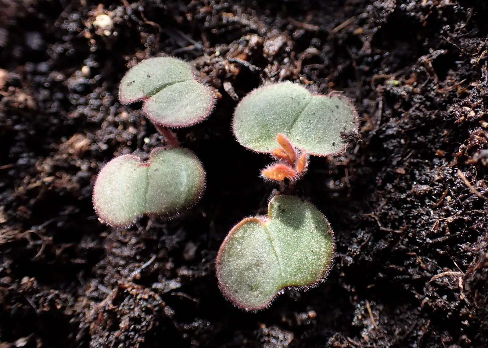 Bloody Cranesbill (Geranium Sanguineum) — This drought-tolerant species thrives in full sun to partial shade and requires well-draining soil