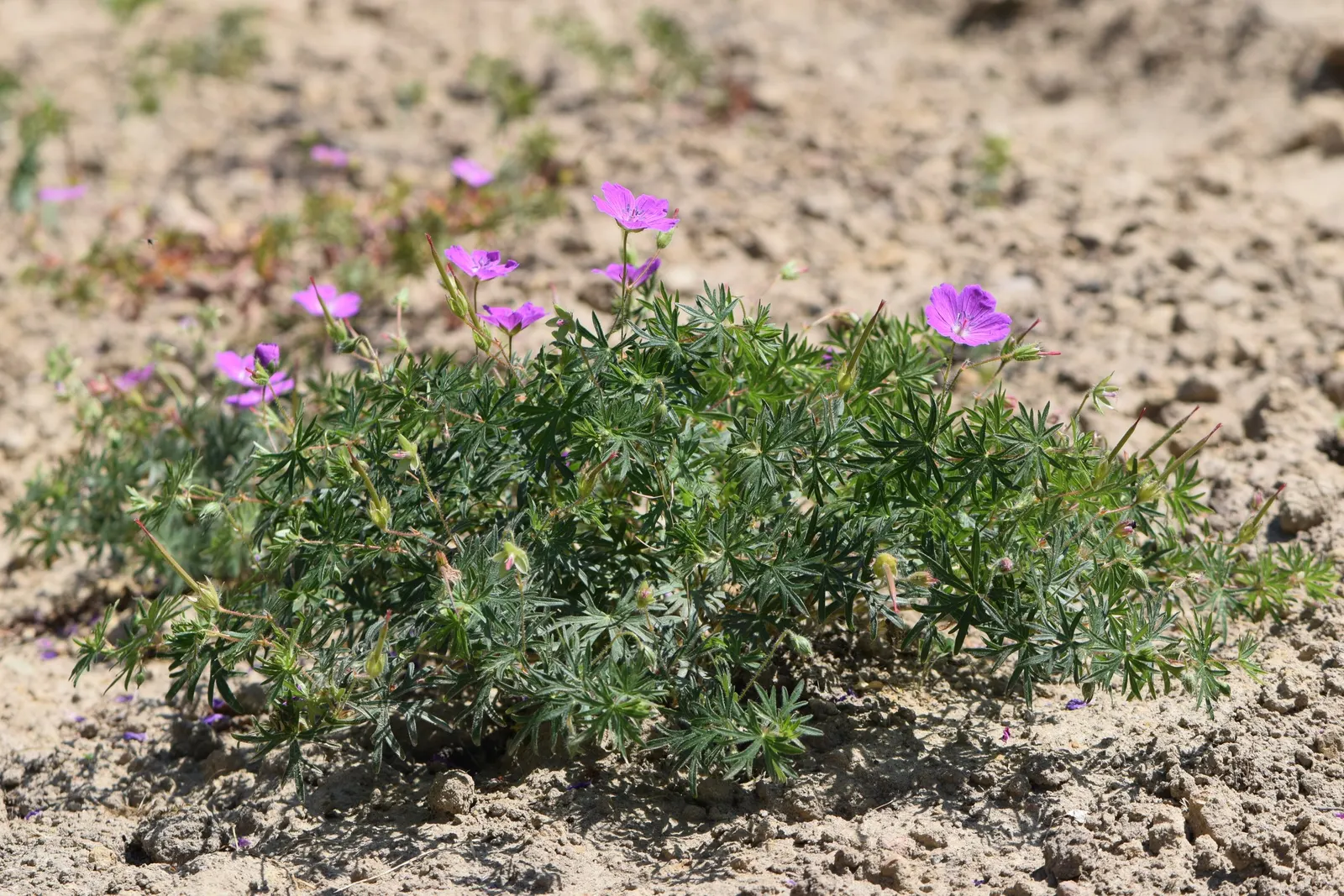 Bloody Cranesbill (Geranium Sanguineum) — From late spring to midsummer, vibrant magenta-pink blooms, about 1.5 inches in diameter, adorn the plant