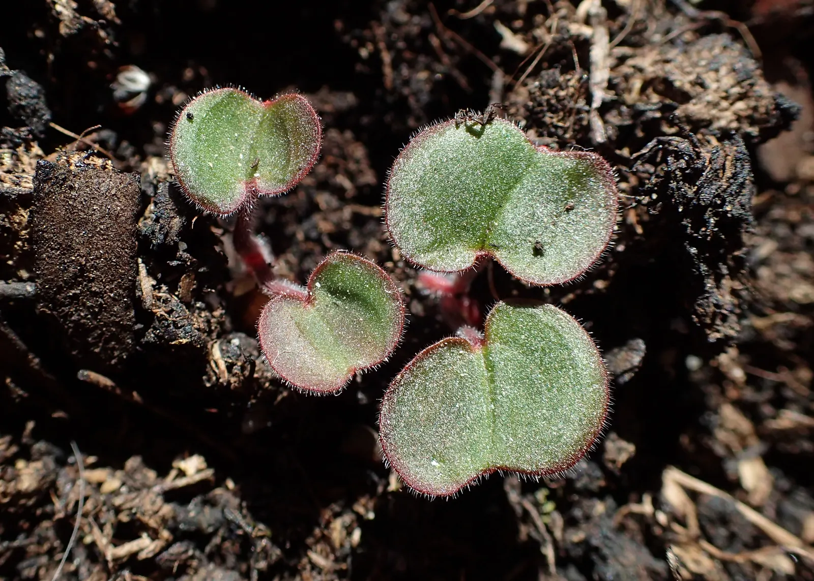 Bloody Cranesbill (Geranium Sanguineum) — ground cover / perennial with pink blooms; mounding habit and can be strategically planted to control erosion