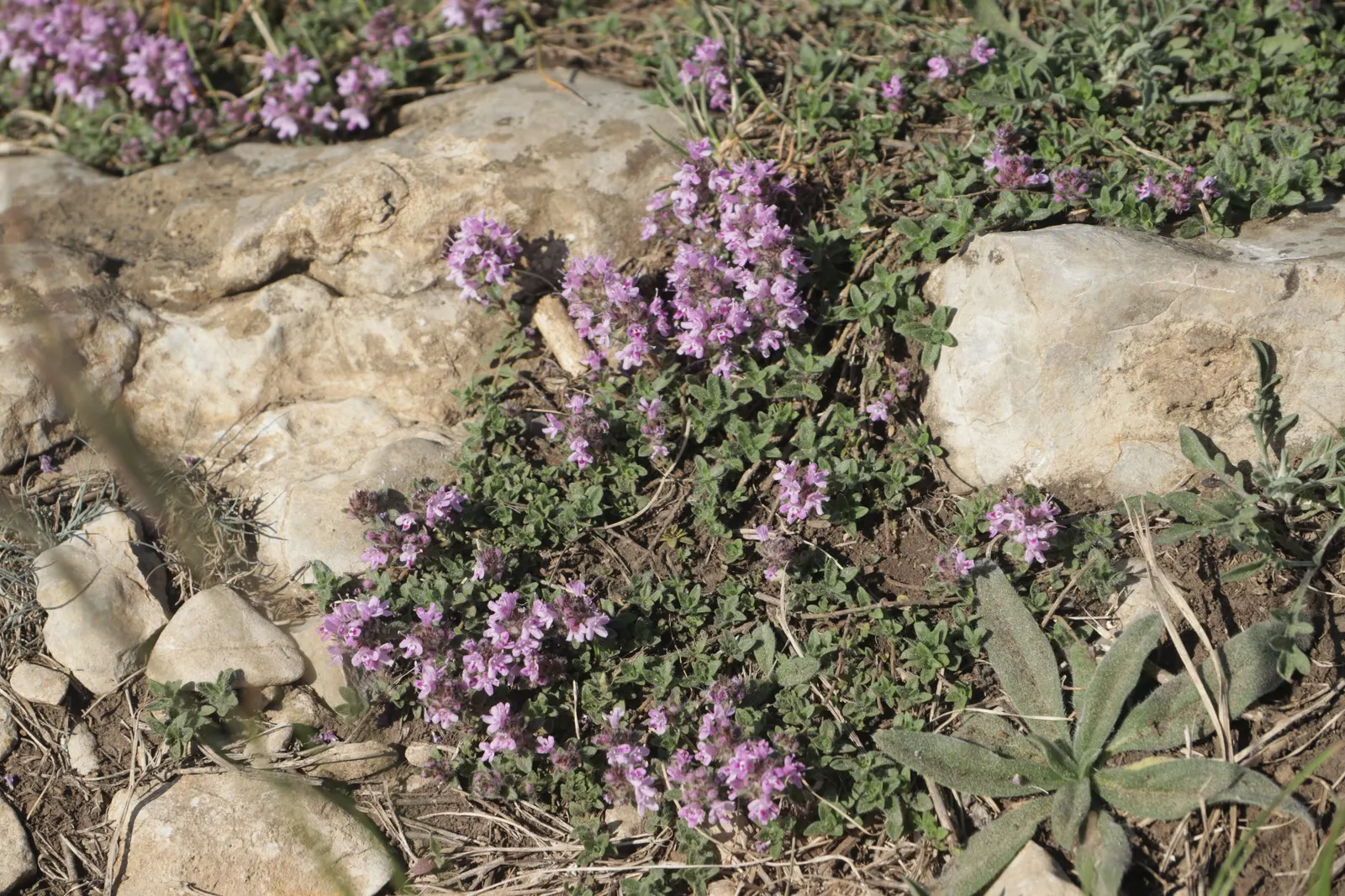 Bloody Cranesbill (Geranium Sanguineum) — When mature, it typically reaches a height of 12 to 18 inches with a similar spread; the Bloody, image 76