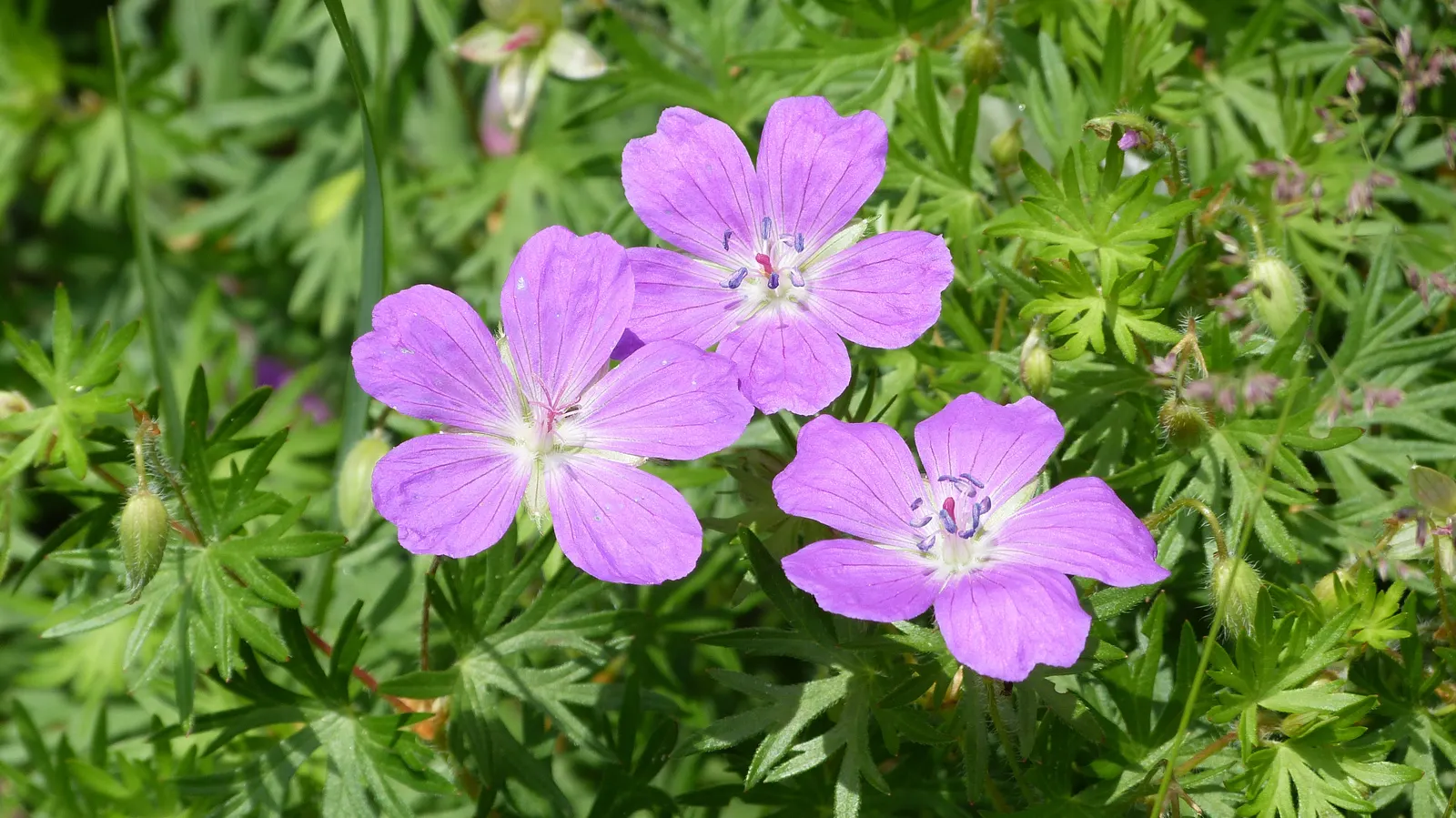 Bloody Cranesbill (Geranium Sanguineum) — providing a beautifully textured; additionally, it is deer and rabbit resistant, making it a reliable, image 84