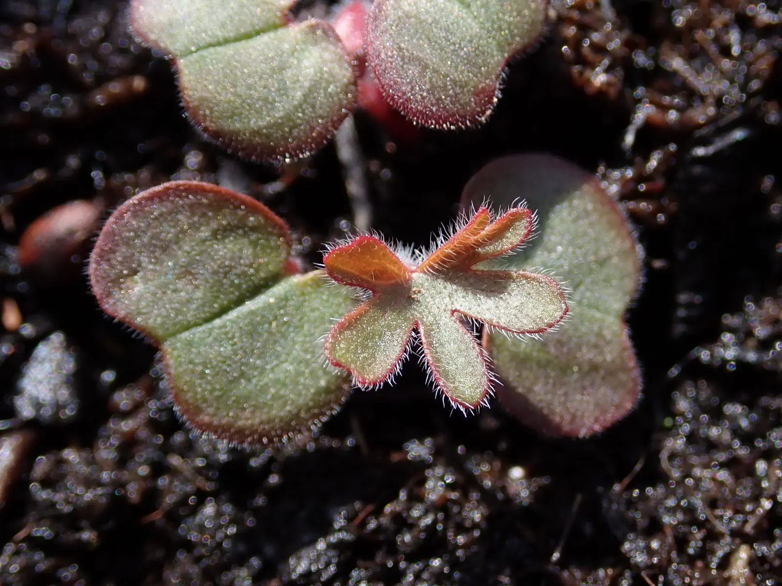 Bloody Cranesbill (Geranium Sanguineum) — scientifically known as Geranium sanguineum; it boasts a low mound of fine-textured foliage, image 51