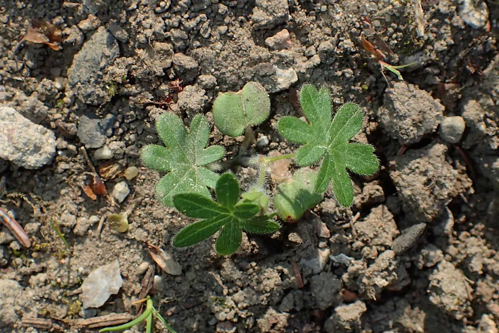 Bloody Cranesbill (Geranium Sanguineum) — It boasts a low mound of fine-textured foliage; inch-wide flowers bloom profusely from late spring into, image 46