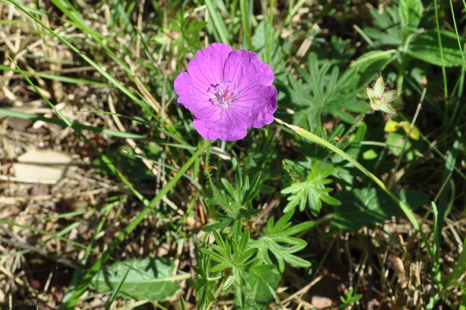 Bloody Cranesbill (Geranium Sanguineum) — Additionally, it is deer and rabbit resistant, making it a reliable choice for areas with active, image 57