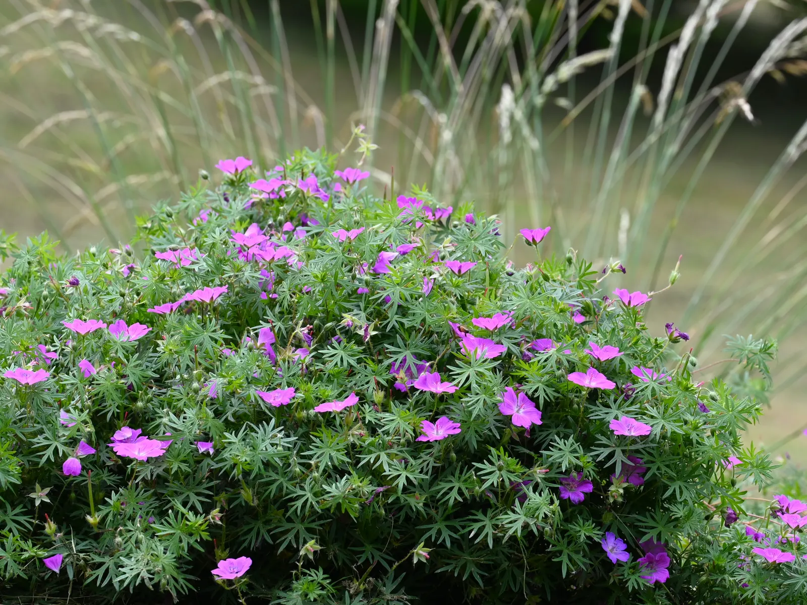 Bloody Cranesbill (Geranium Sanguineum) — providing a beautifully textured; additionally, it is deer and rabbit resistant, making it a reliable choice for