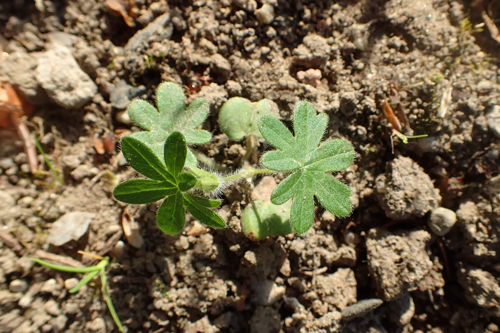 Bloody Cranesbill (Geranium Sanguineum) — It boasts a low mound of fine-textured foliage; inch-wide flowers bloom profusely from late spring into midsummer