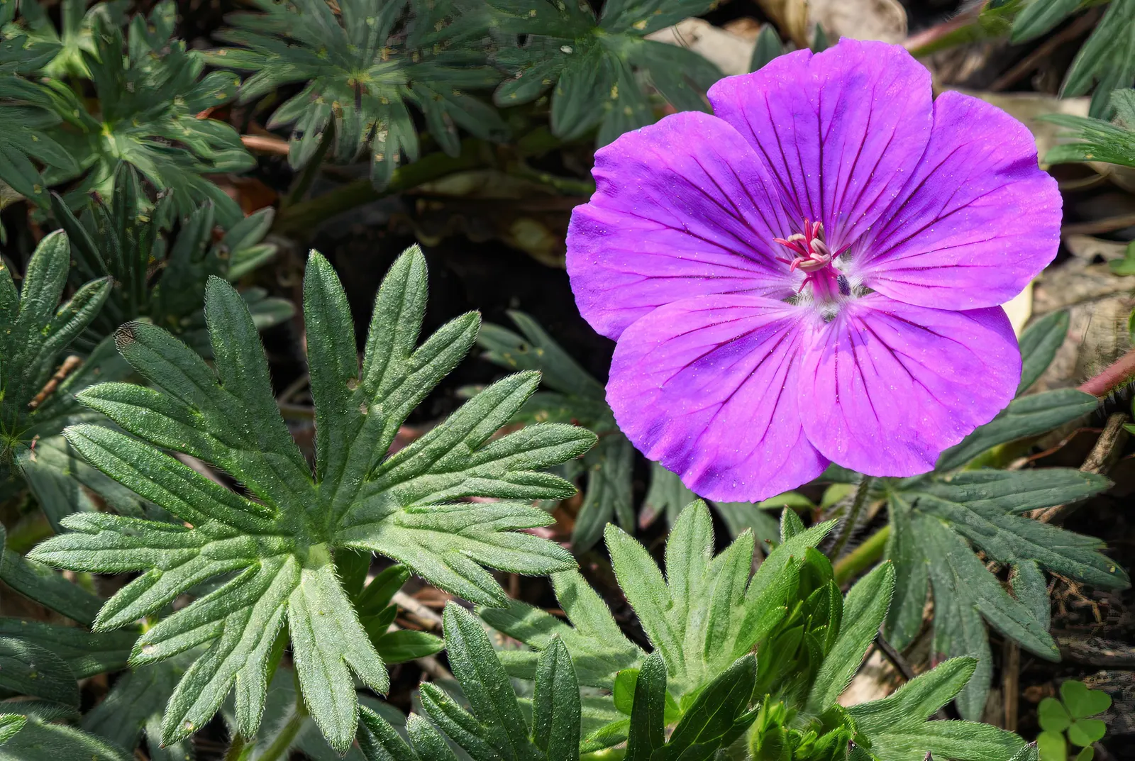 Bloody Cranesbill (Geranium Sanguineum) — The Bloody Cranesbill (Geranium sanguineum) is a hardy perennial, flourishing in zones 3-8