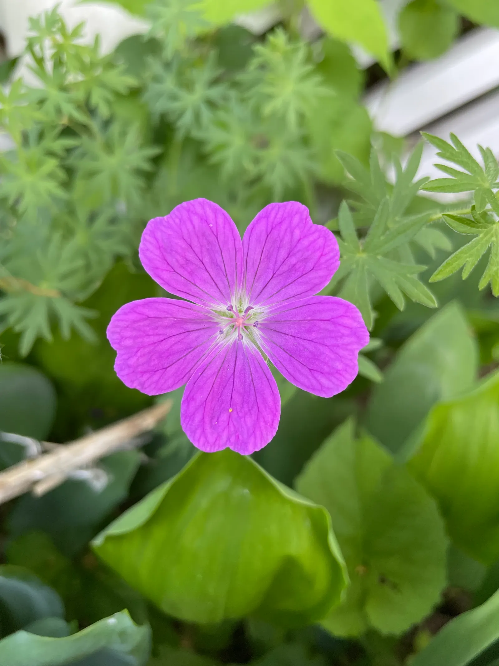Bloody Cranesbill (Geranium Sanguineum) — the plant flourishes in full sun to part shade conditions and prefers well-drained soil; the Bloody, image 75