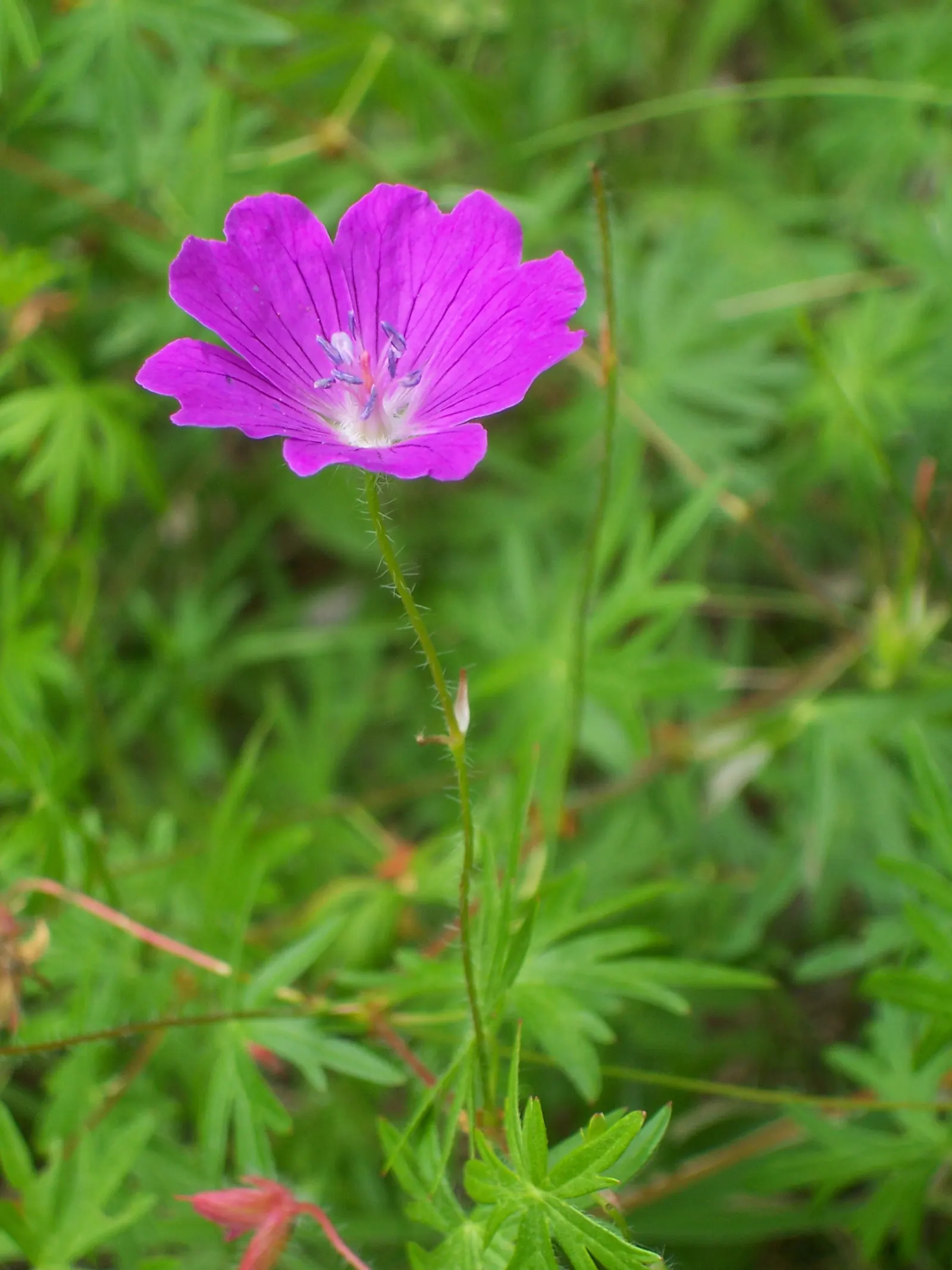 Bloody Cranesbill (Geranium Sanguineum) — making it ideal for borders and rock gardens; or as an underplanting for taller perennials or shrubs, image 50