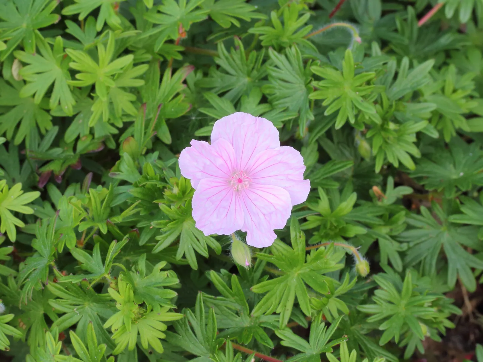 Bloody Cranesbill (Geranium Sanguineum) — reaching up to 12-18 inches high and spreading about 24 inches wide; providing a beautifully textured, image 69