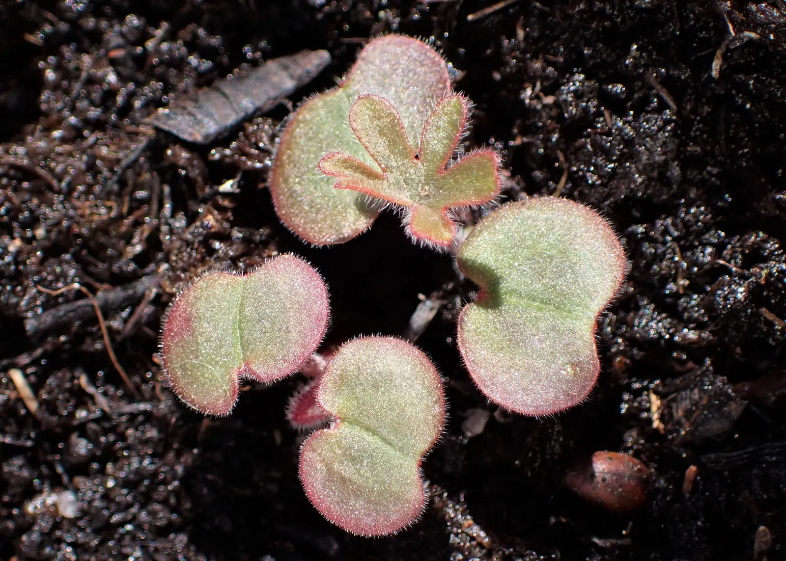 Bloody Cranesbill (Geranium Sanguineum) — To ensure continuous growth and flowering, deadheading spent blooms is recommended; scientifically known, image 80