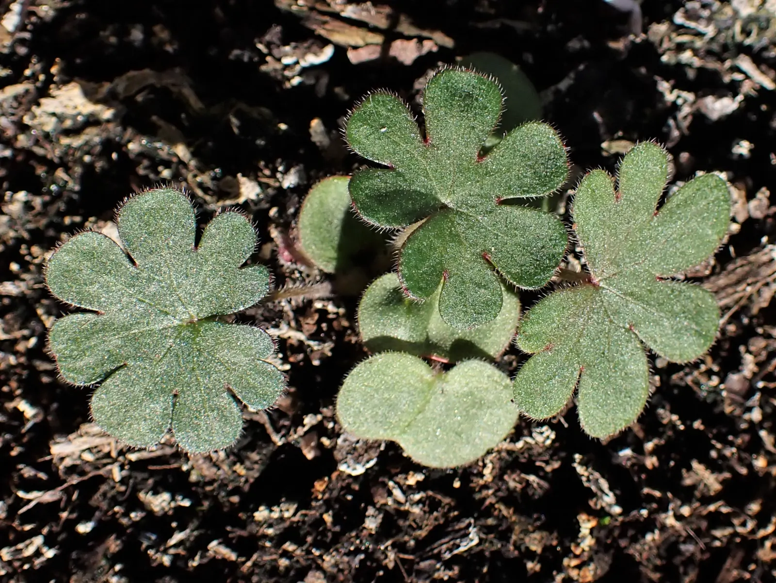 Bloody Cranesbill (Geranium Sanguineum) — pink flowers in the garden; this drought-tolerant species thrives in full sun to partial shade and, image 86