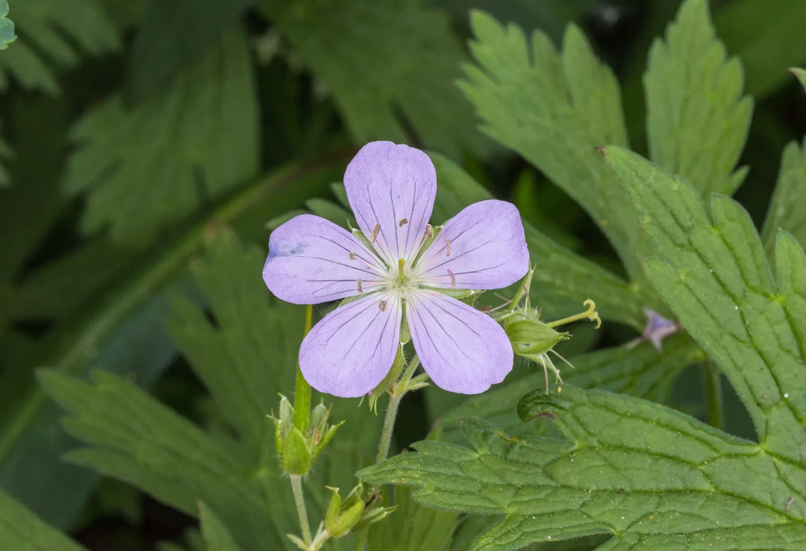 Bloody Cranesbill (Geranium Sanguineum) — inch-wide flowers bloom profusely from late spring into midsummer; is a vivacious perennial that brings a, image 77