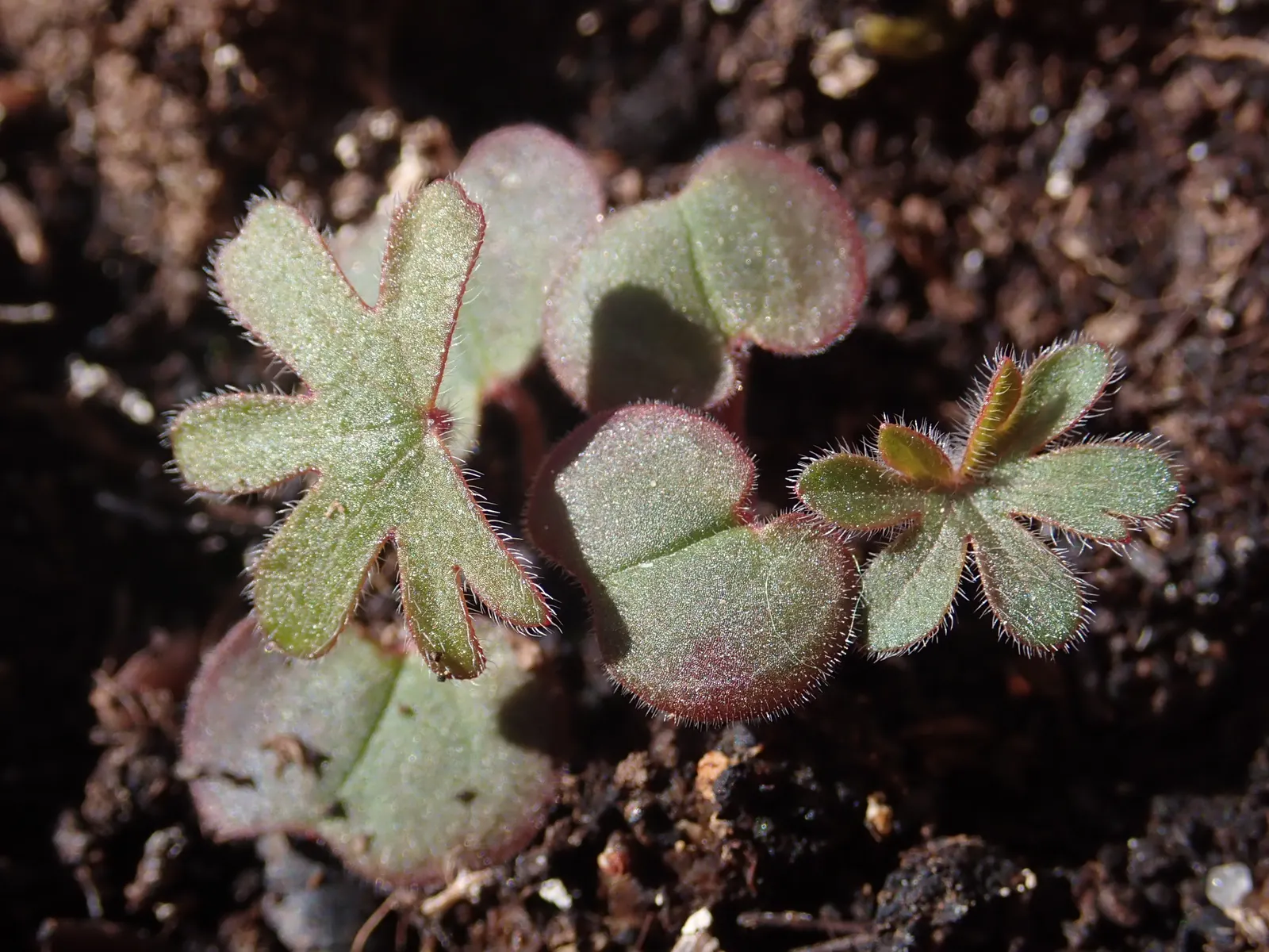 Bloody Cranesbill (Geranium Sanguineum) — The Bloody Cranesbill (Geranium sanguineum) is a hardy perennial, flourishing in zones 3-8; from late, image 67